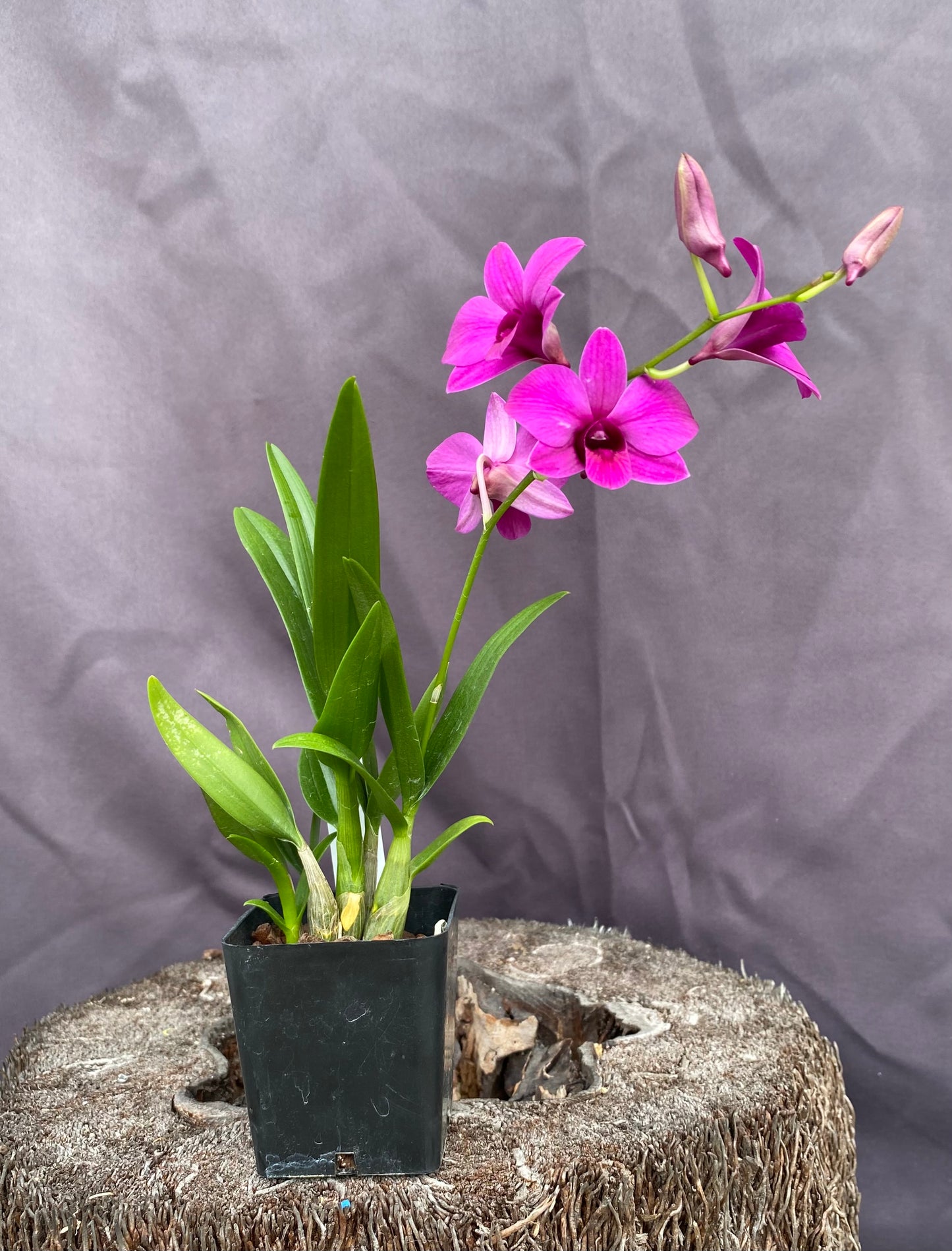 *BOGO 50% SALE* Dendrobium Enobi (mini)