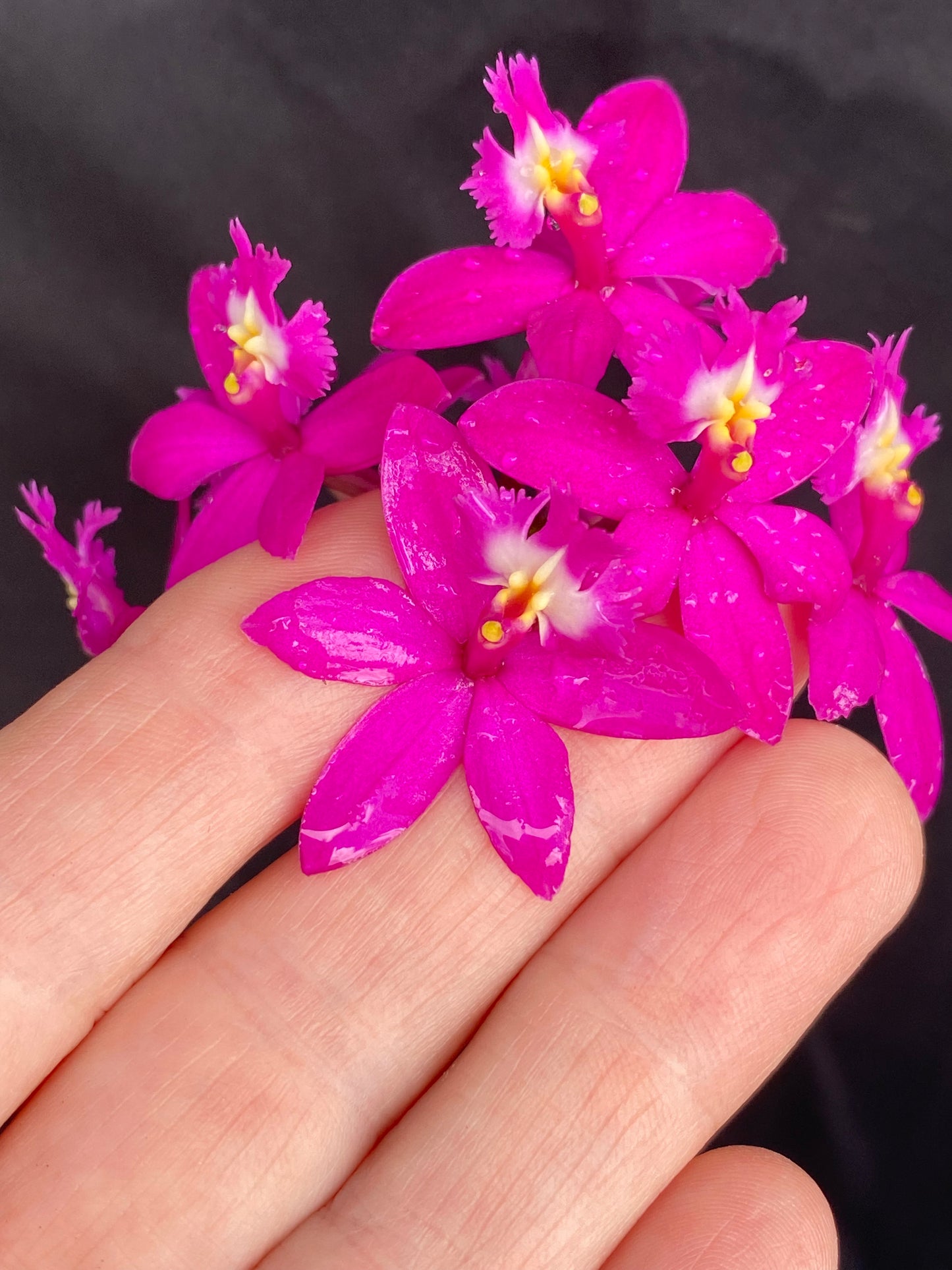 Epidendrum Miracle Valley 'Nodeshika'