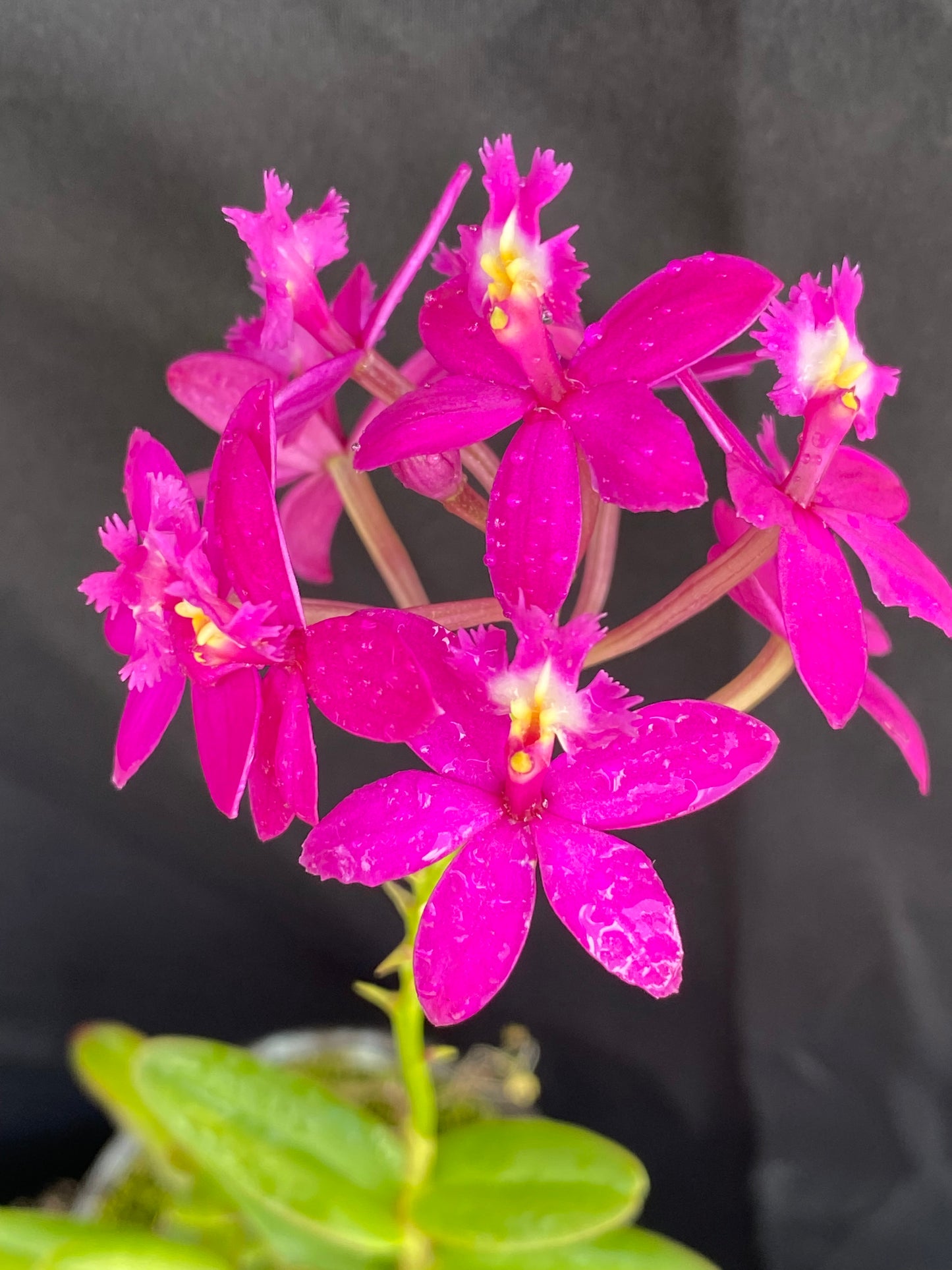 Epidendrum Miracle Valley 'Nodeshika'