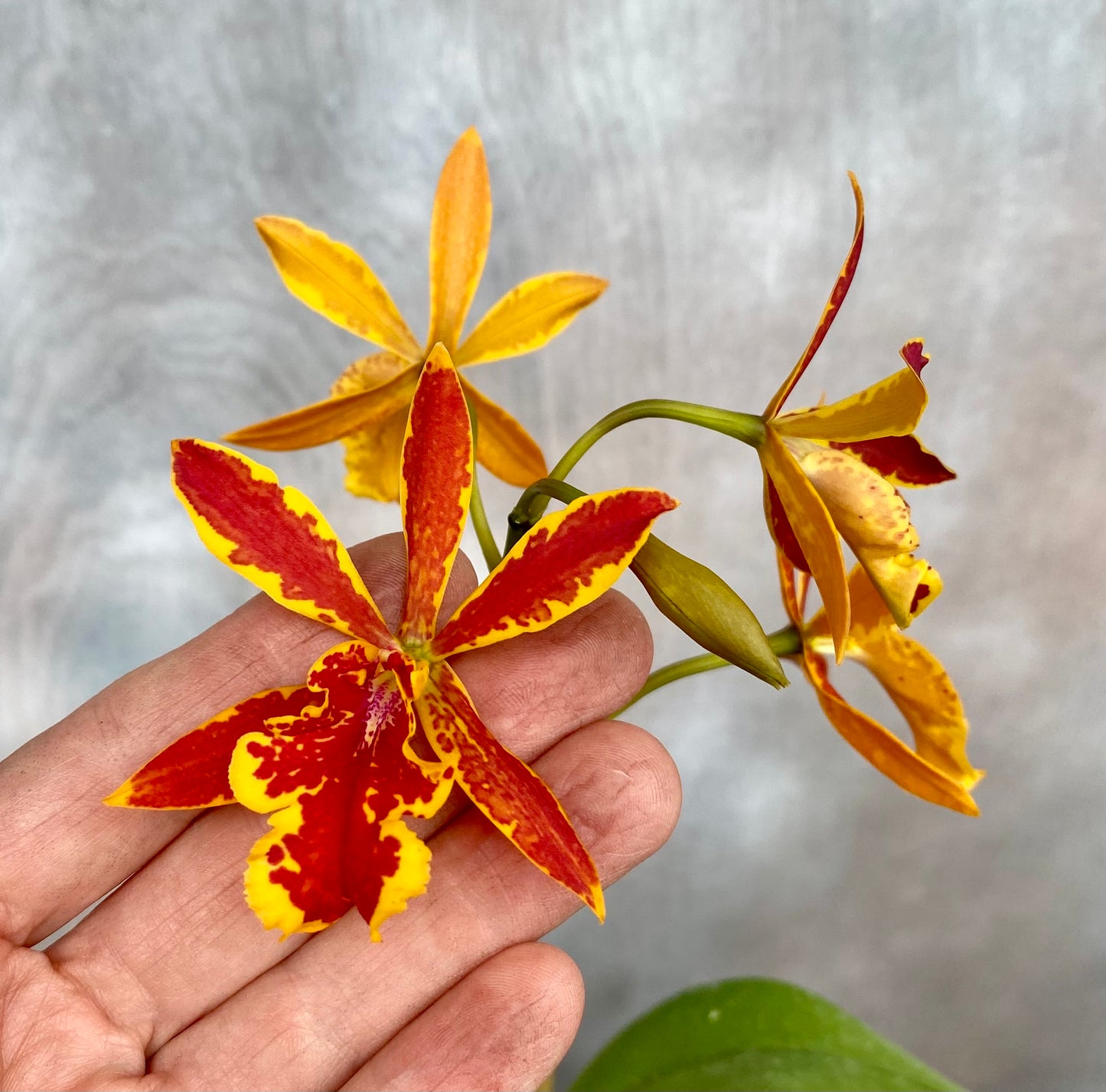 Eplc. Volcano Trick 'Paradise'