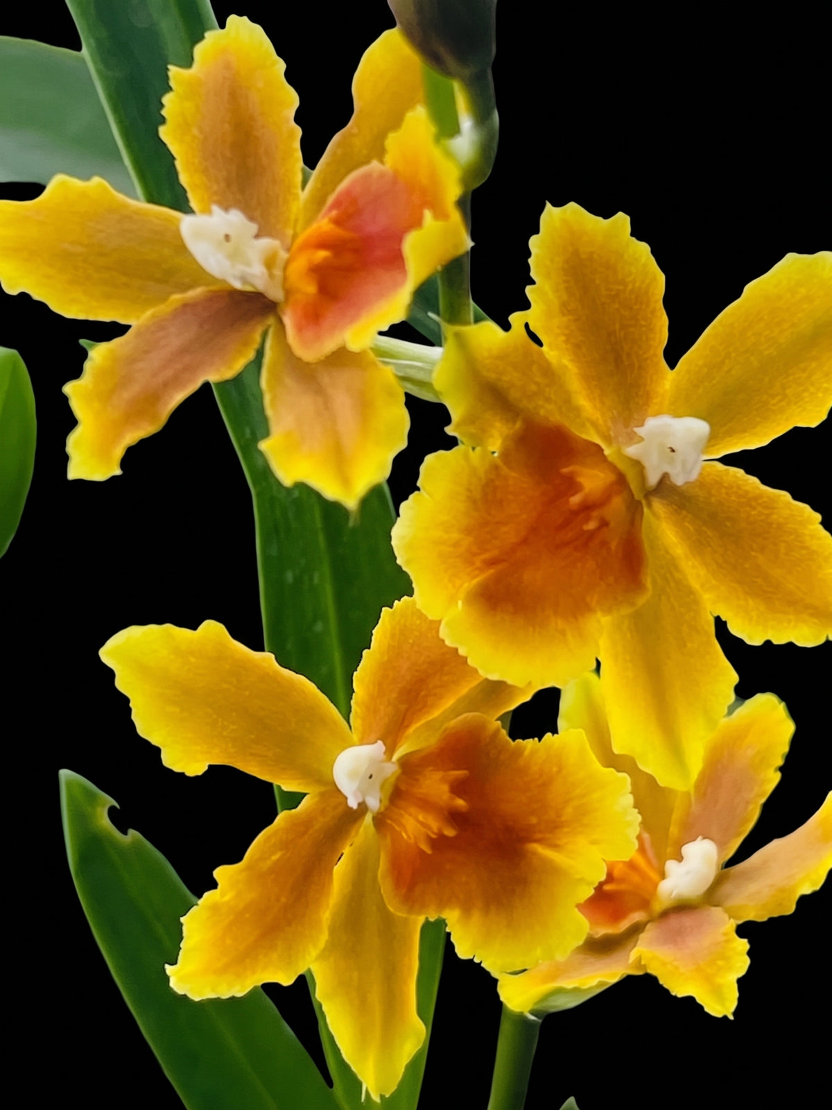 Osp. Brazilian Sun 'Samba'