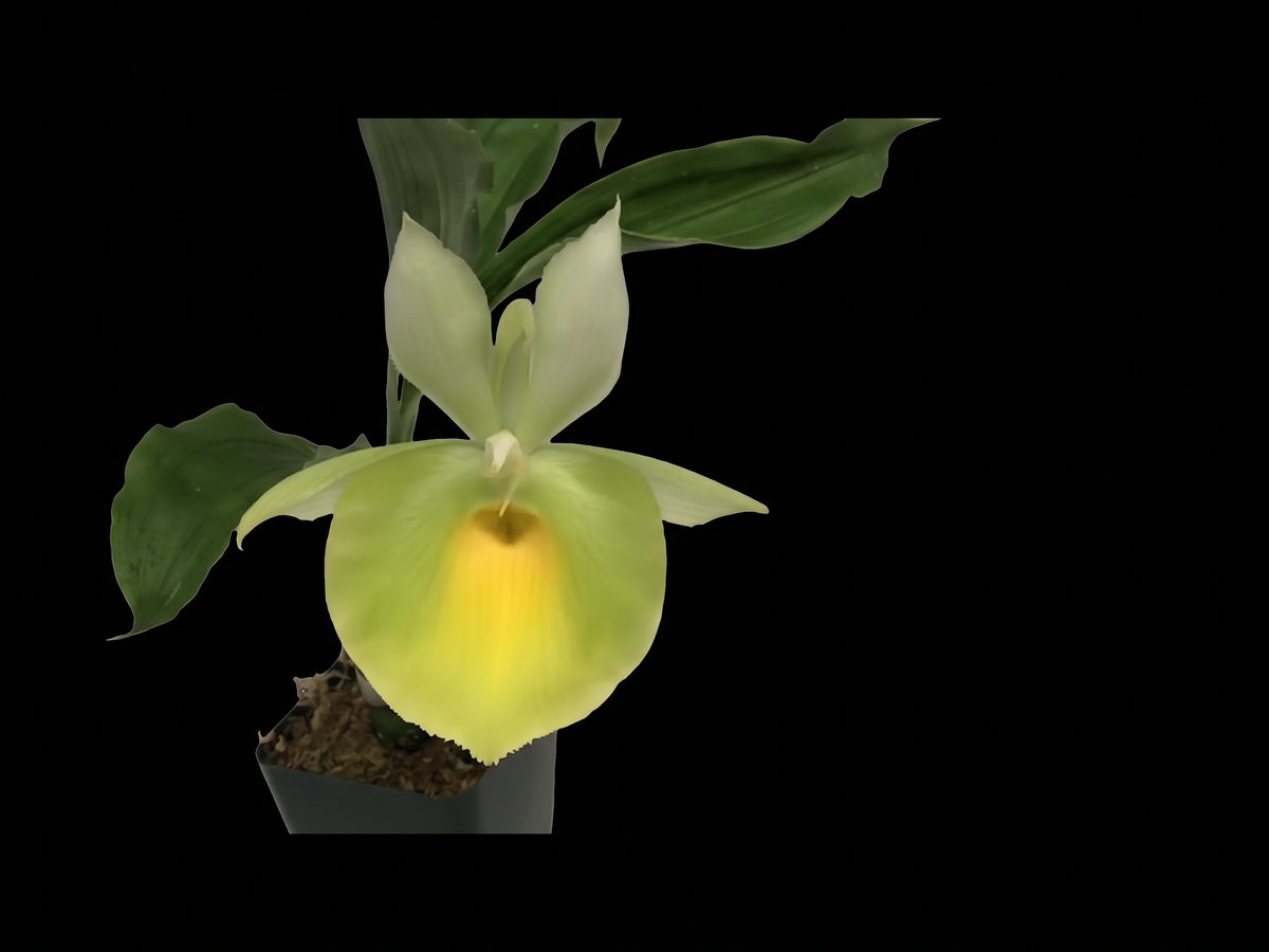 Ctsm. pileatum 'Jumbo Green Gold'
