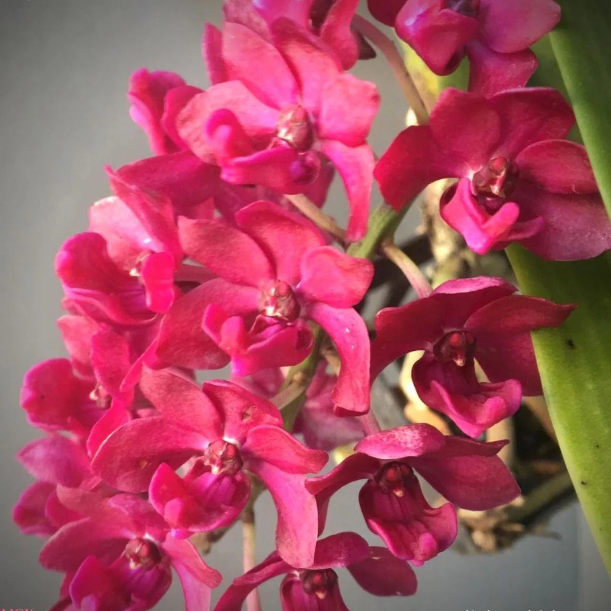 Rhynchostylis gigantea (red)