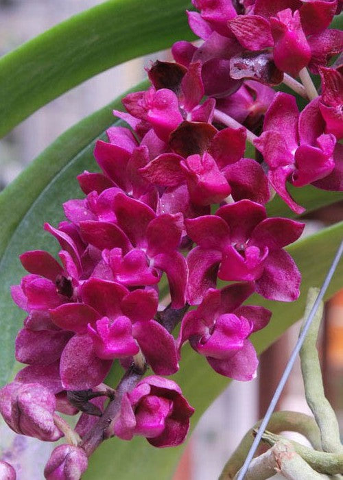 Rhynchostylis gigantea (red)