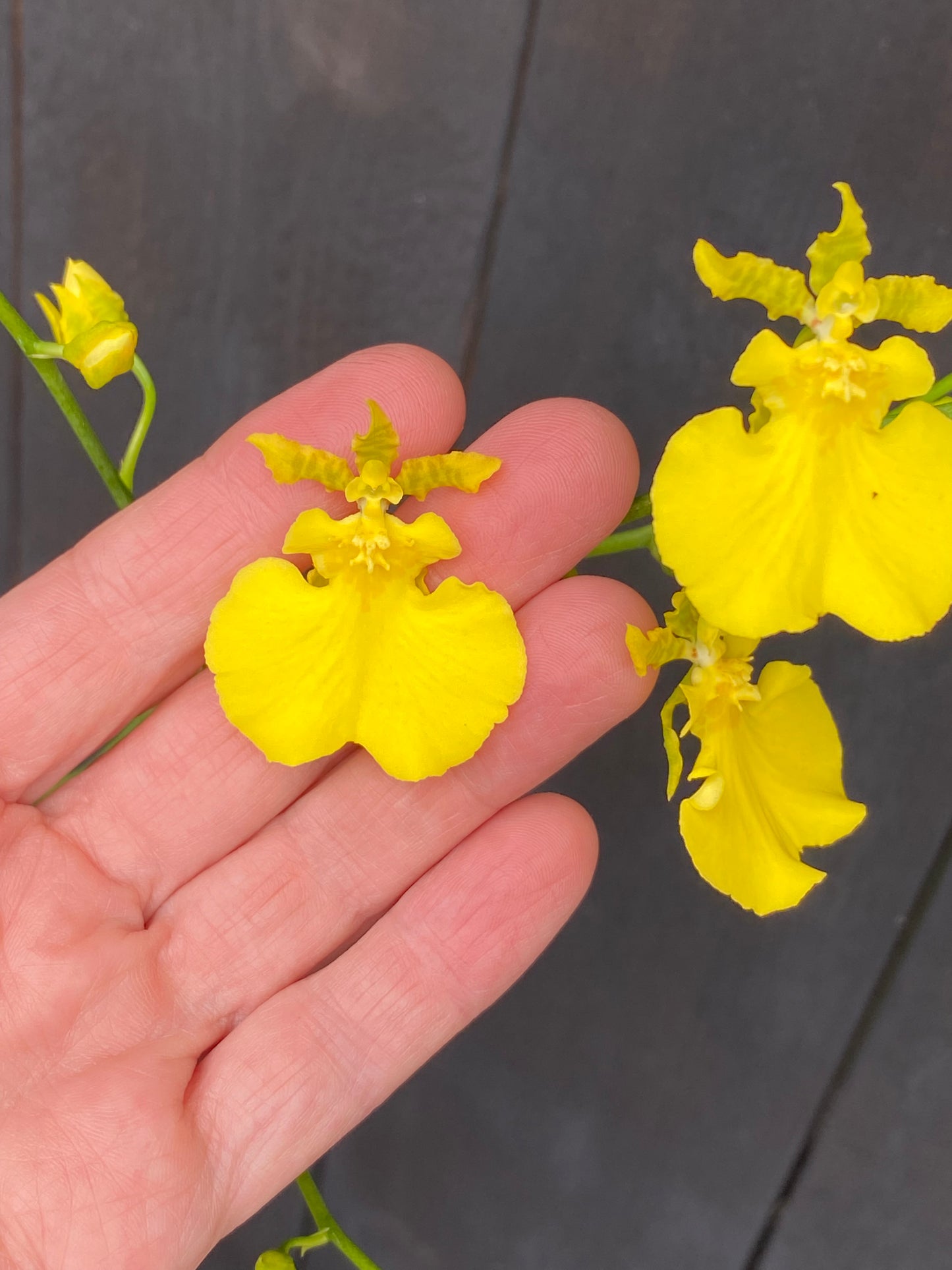 Oncidium Gower Ramsey (yellow)