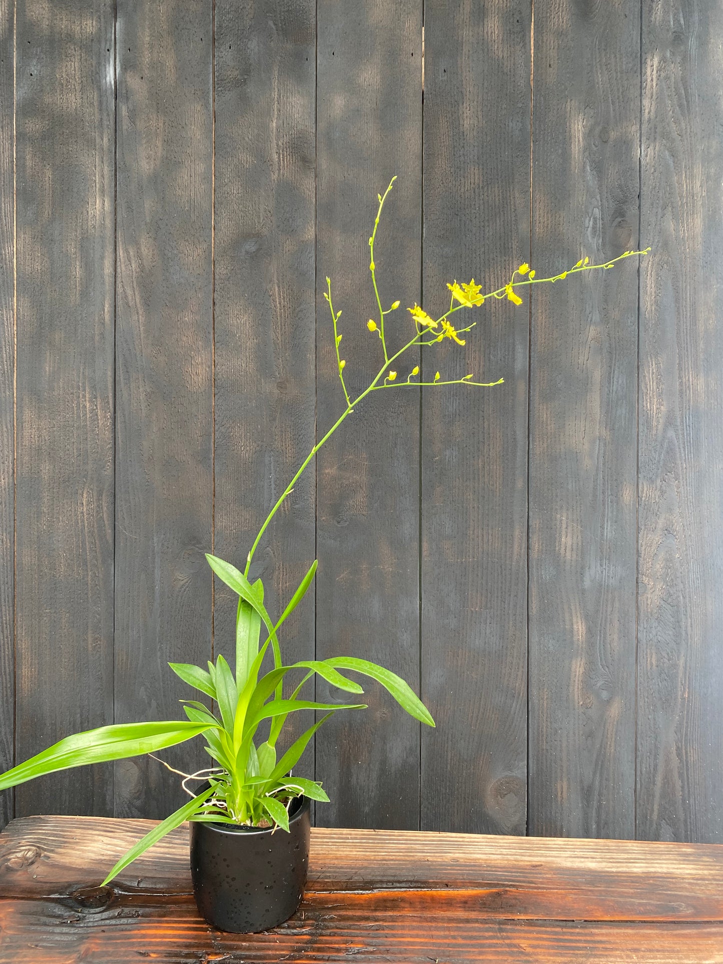 Oncidium Gower Ramsey (yellow)