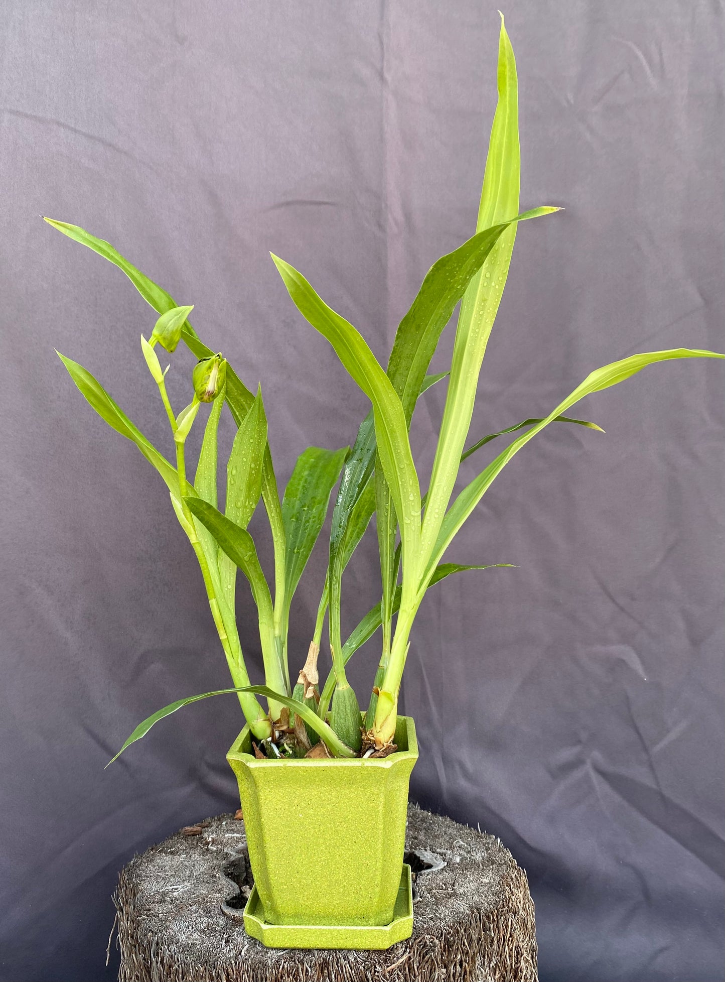 Zglm. Starburst 'Parkside'