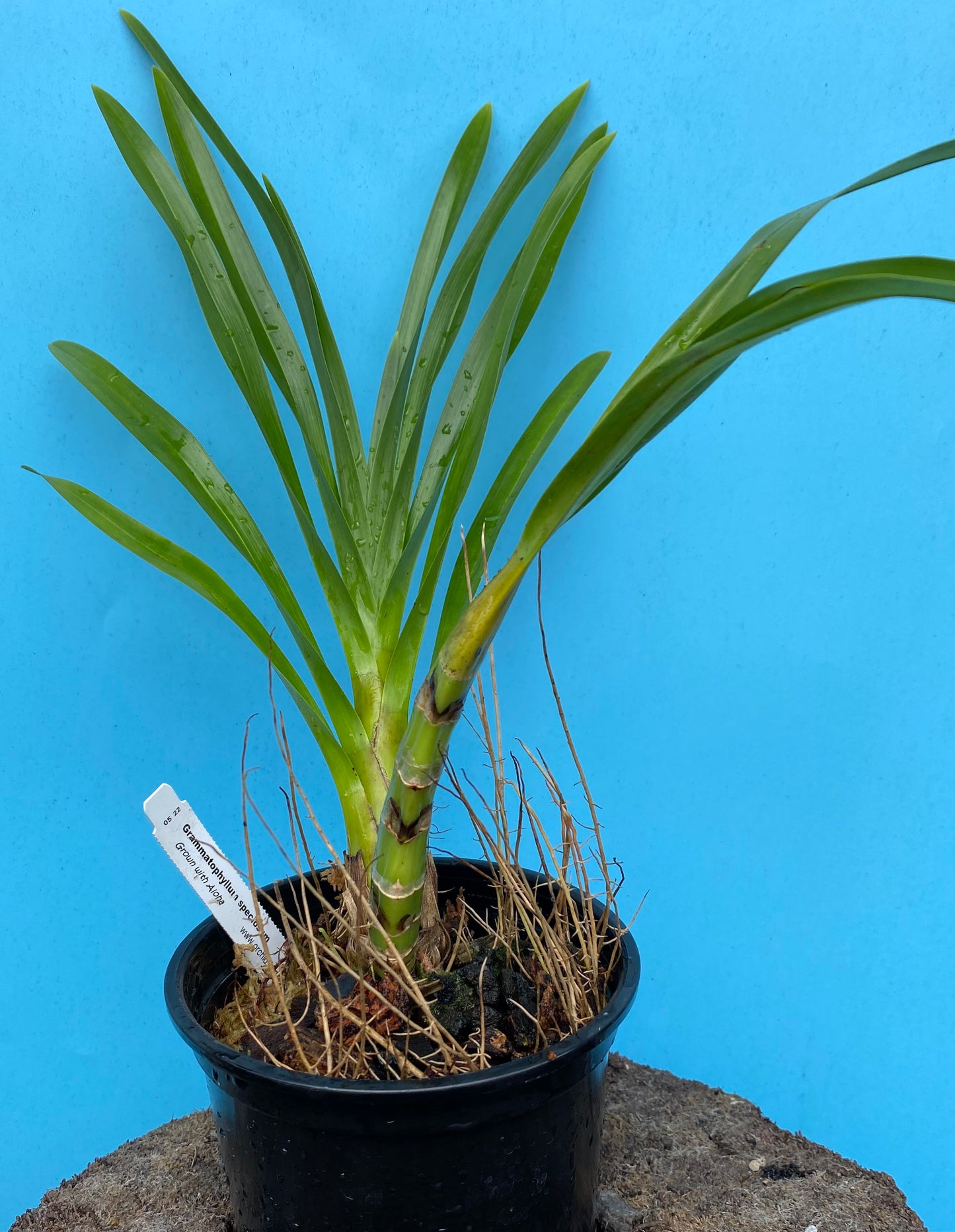 Grammatophylum speciosum