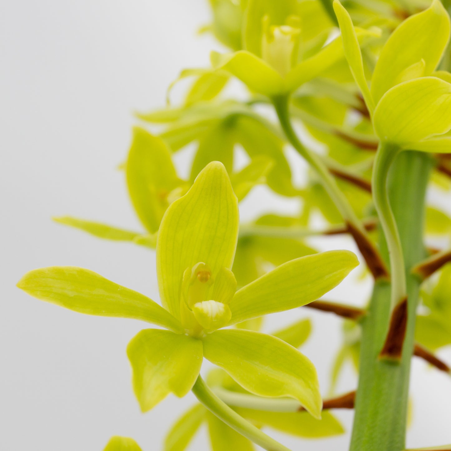 Grammatophyllum scriptum var. citrinum
