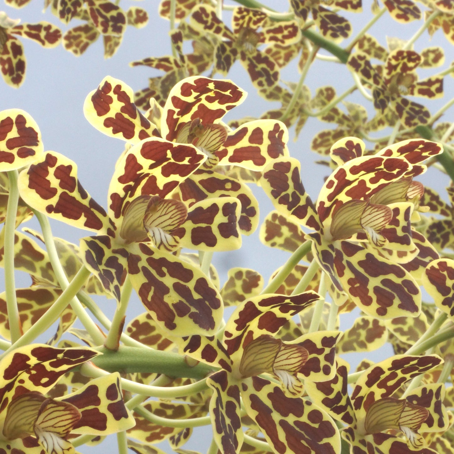 Yellow and Brown tiger leopard spotted flower potted orchid plant Hawaii