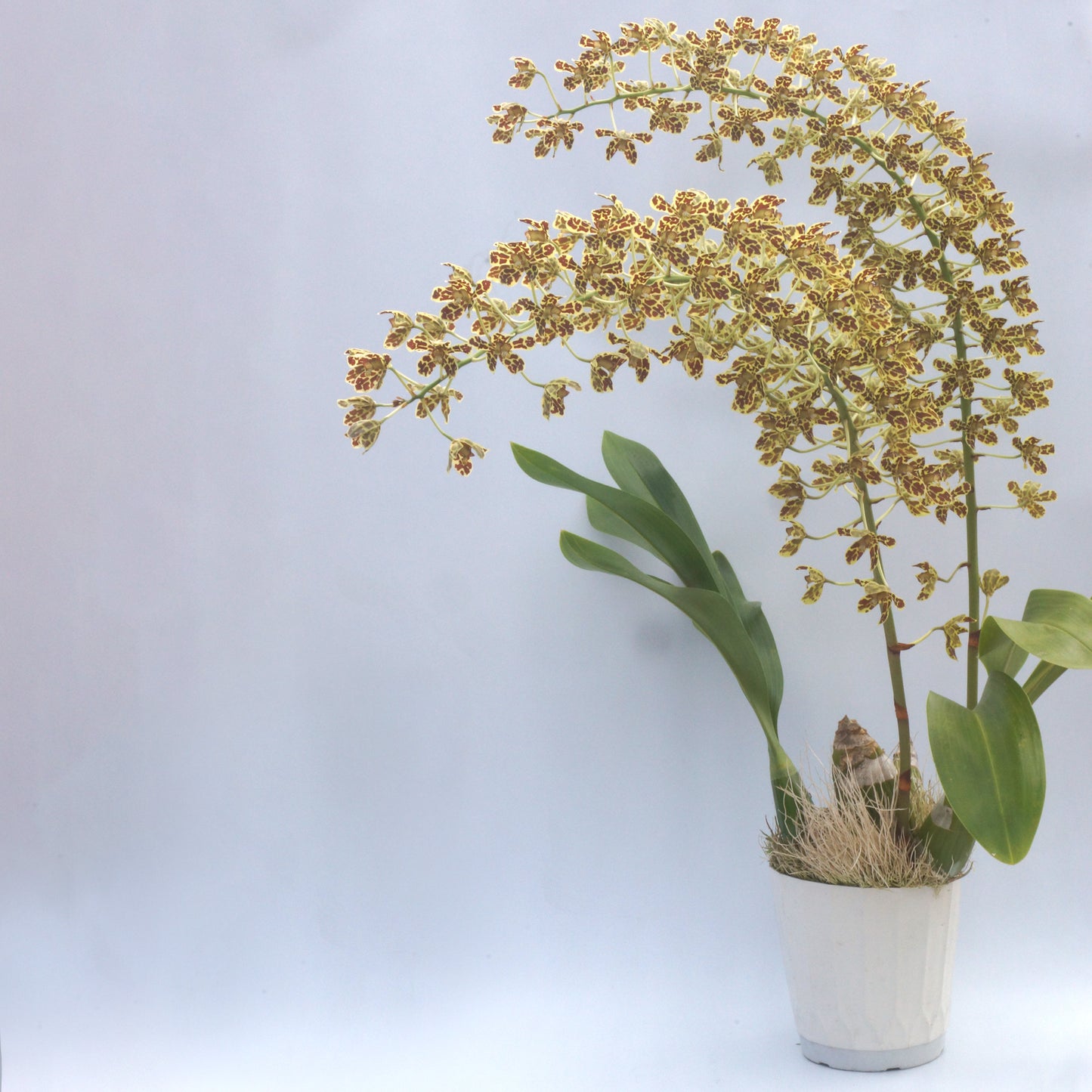 Yellow and Brown tiger leopard spotted flower potted orchid plant Hawaii
