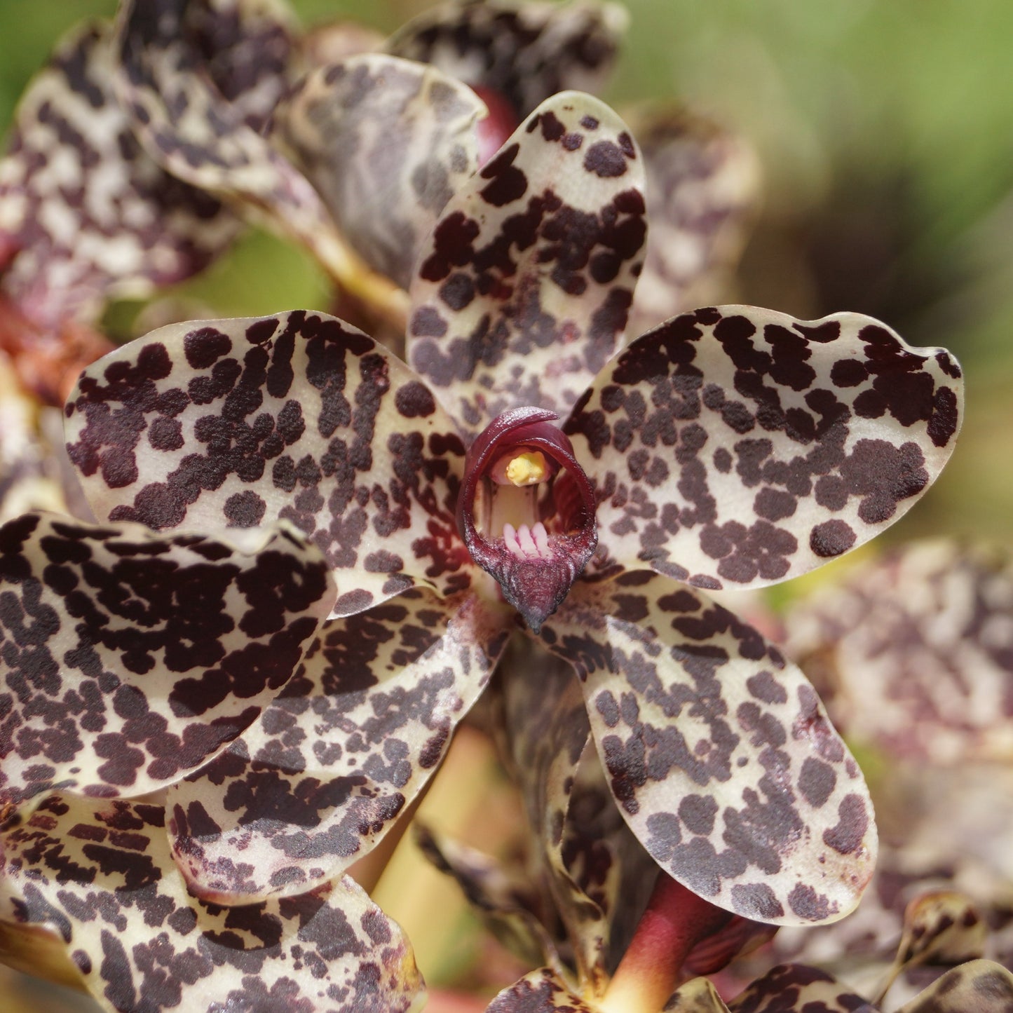 Grammatophylum speciosum