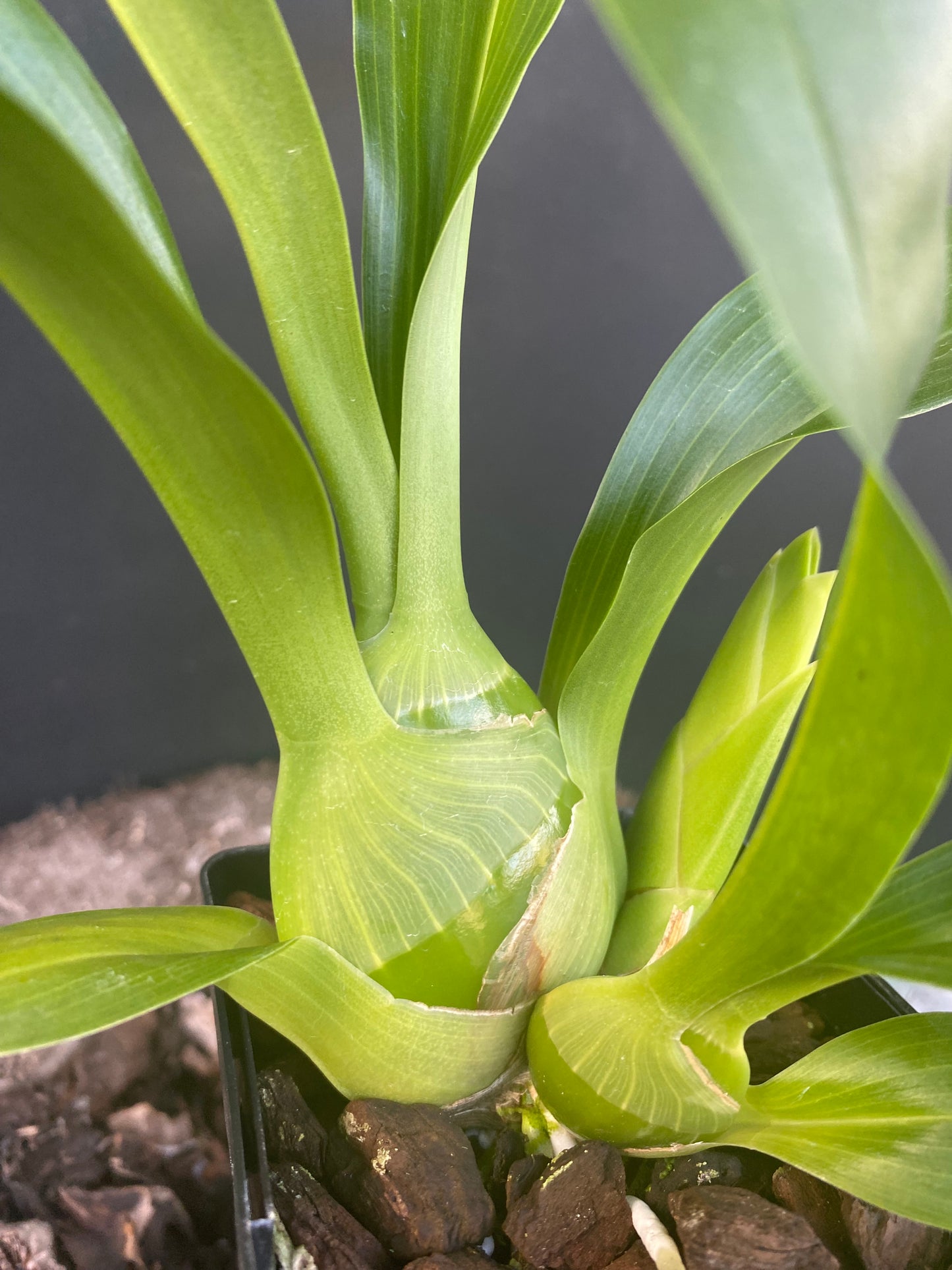 Grammatophylum scriptum var. Leopard