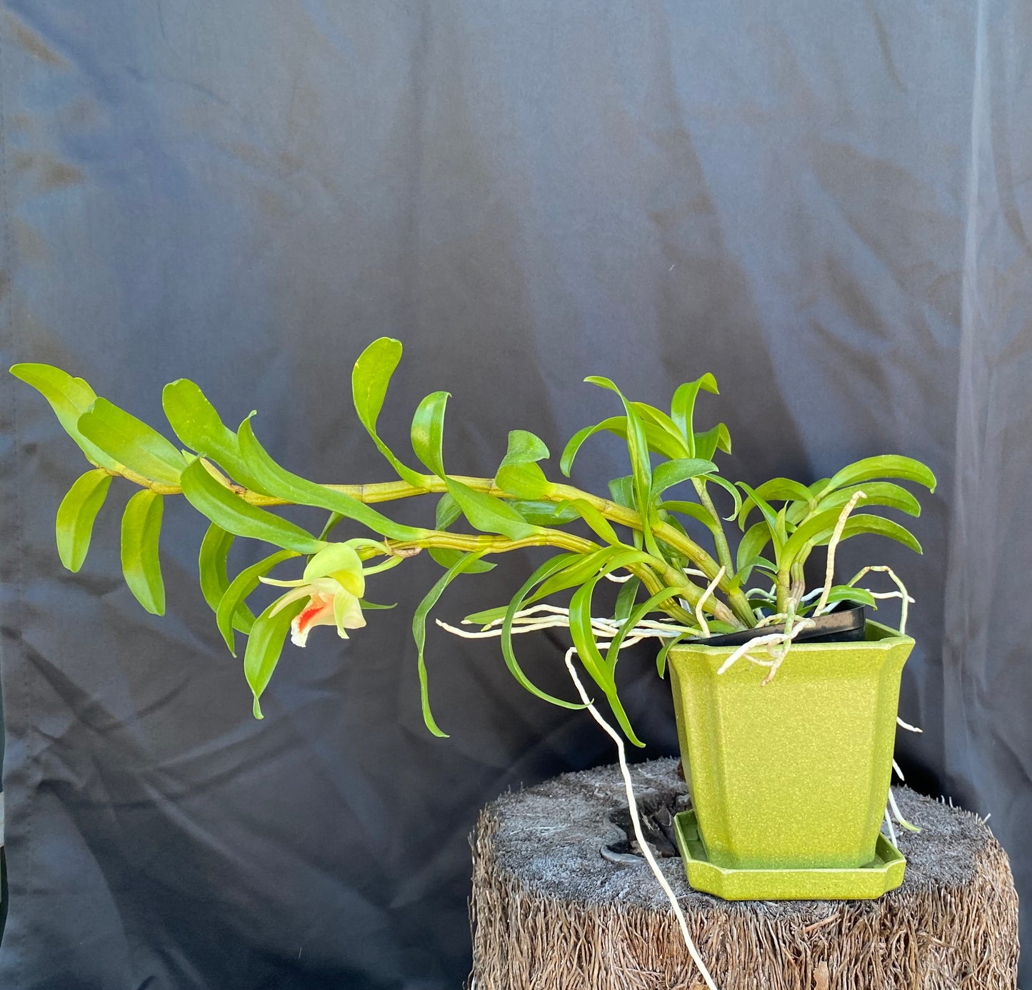 Den. Green Lantern
