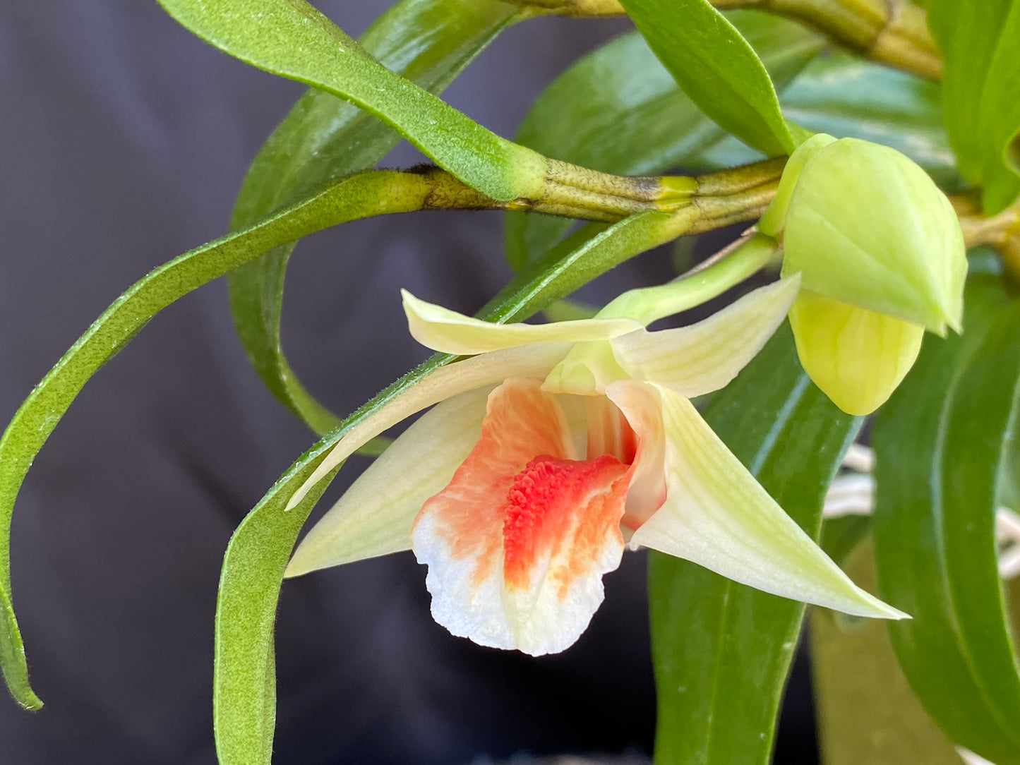 Den. Green Lantern