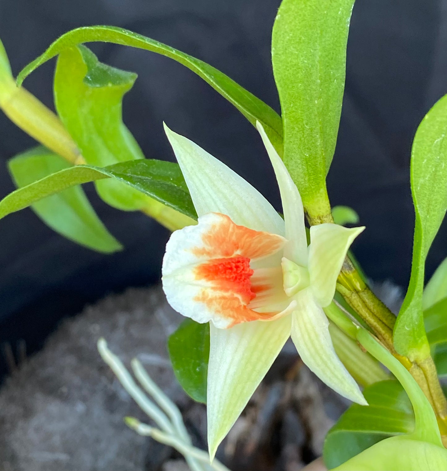 Den. Green Lantern