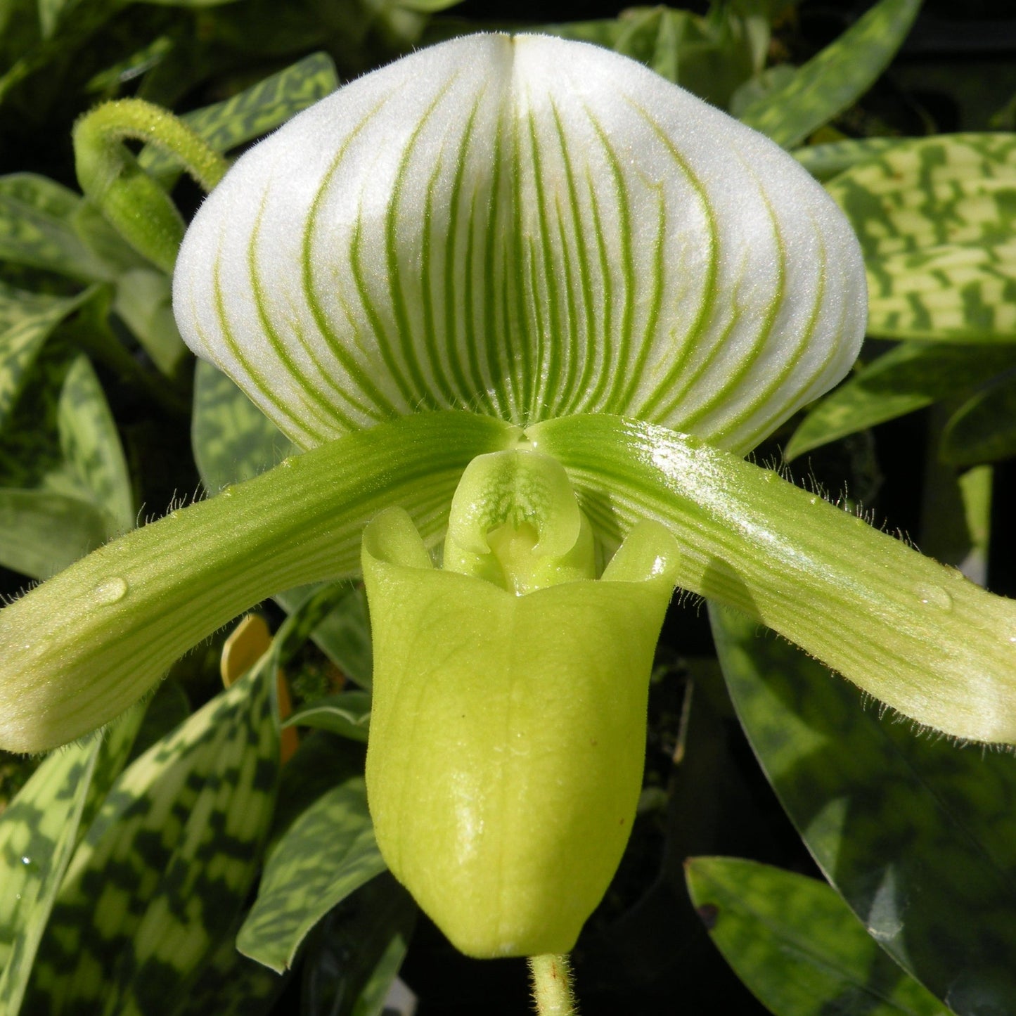 Paph. Maudiae Hybrids