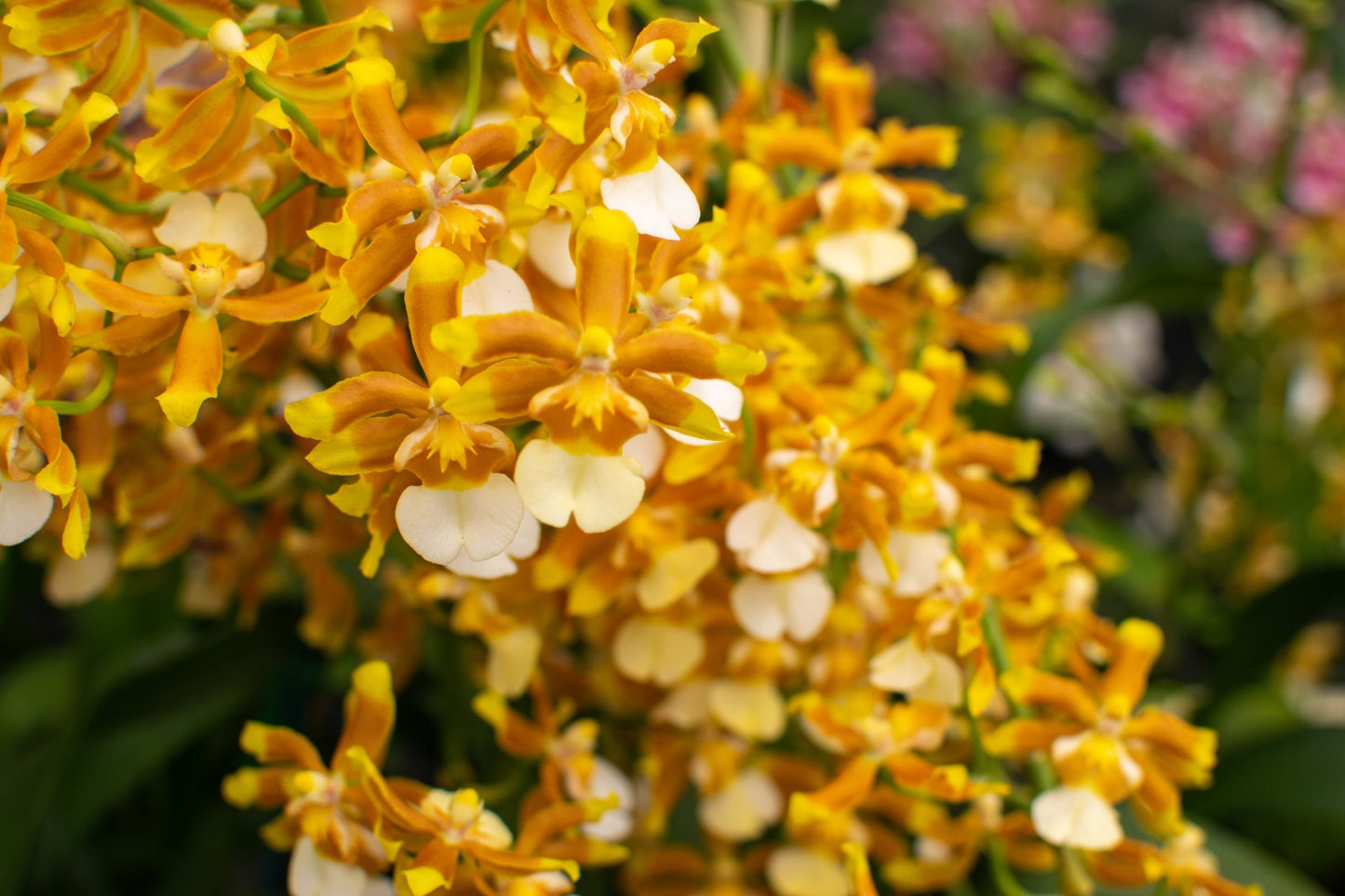 Oncostele (Ons.) Hilo Firecracker 'Lucky Strike'