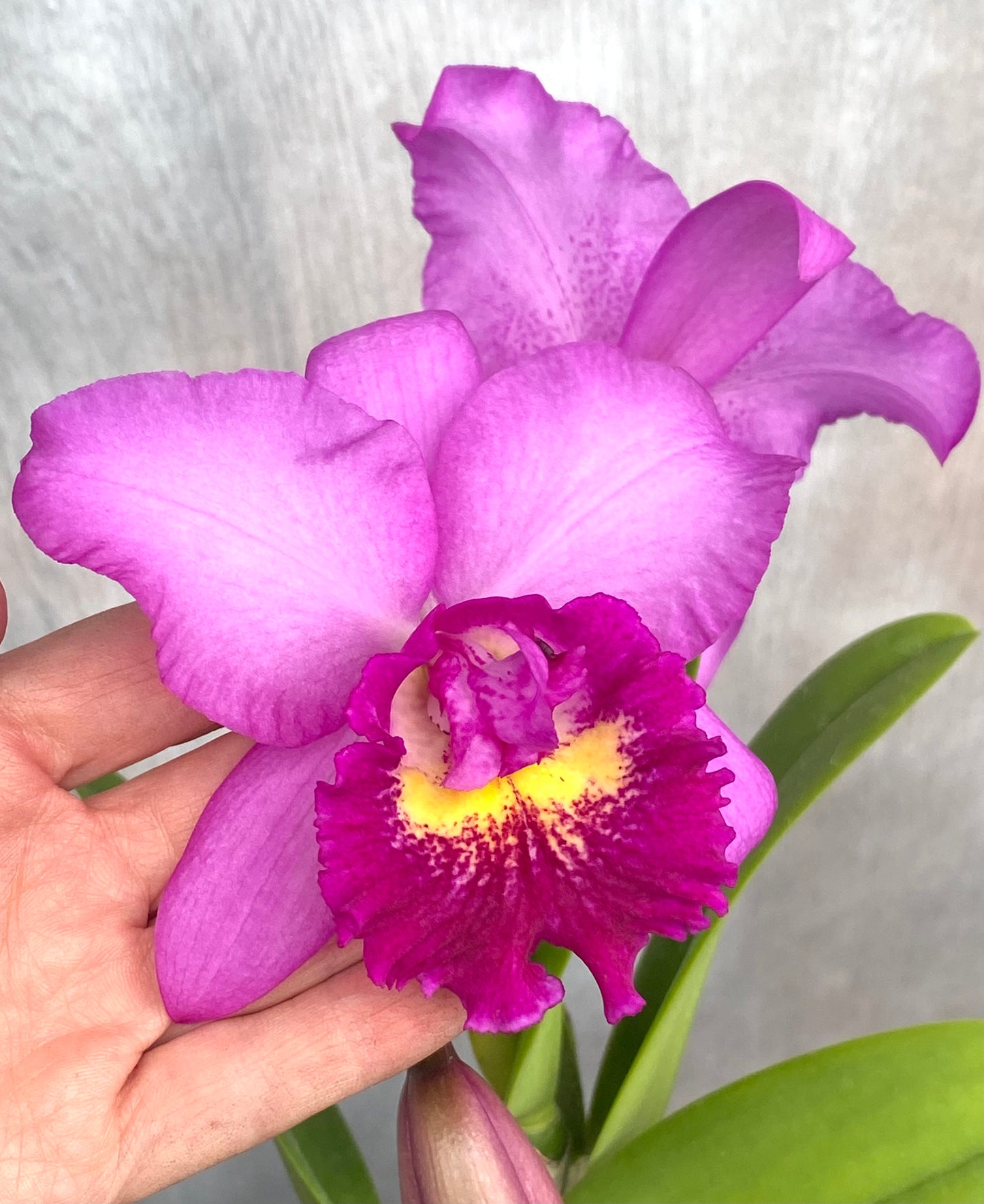 Potinara (Pot.) Hsinying Pink Doll