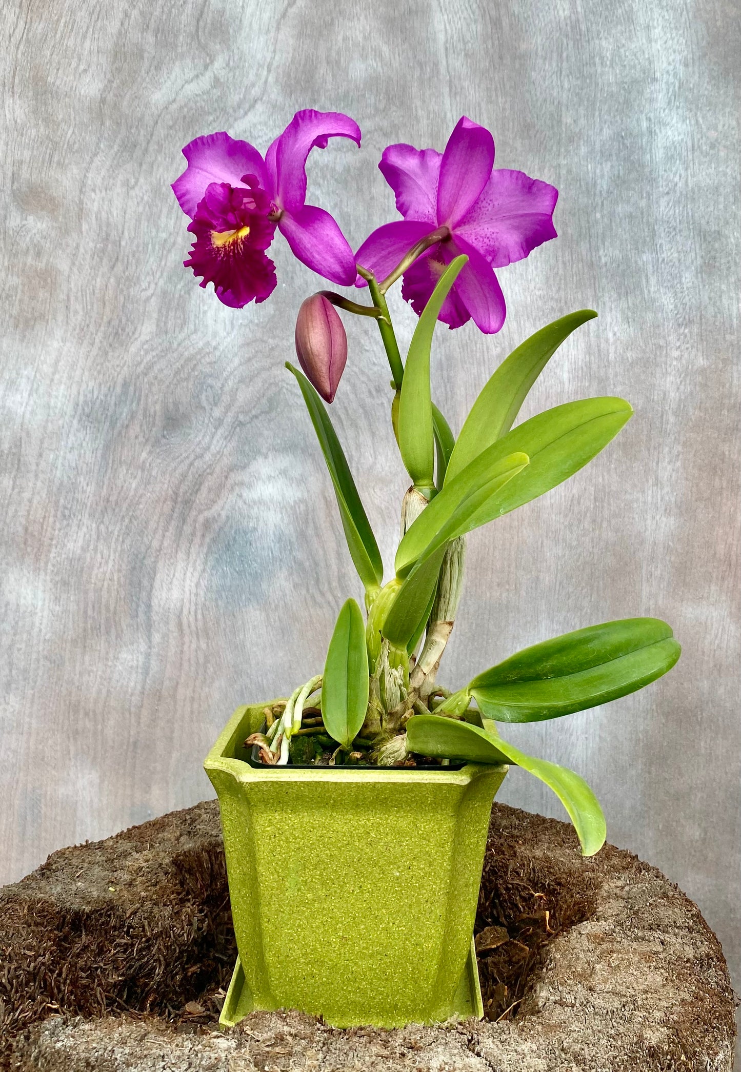 Potinara (Pot.) Hsinying Pink Doll