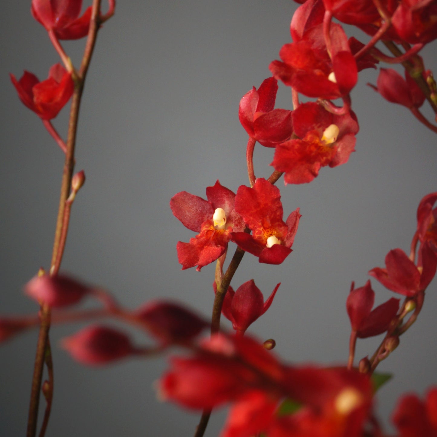 Howeara (Hwra.) Puanani 'Lava Burst'