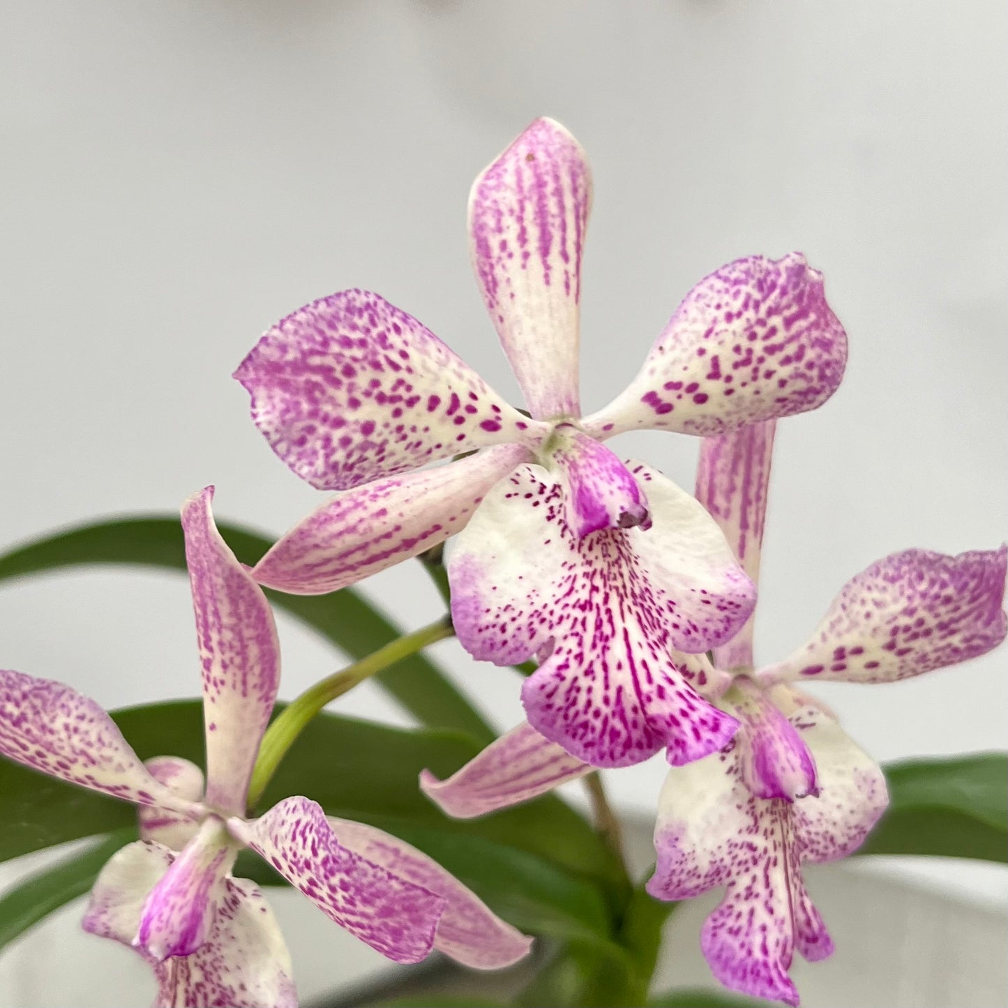 Tuckerara (Tuck.) Hilo Adventure 'Pinkie'