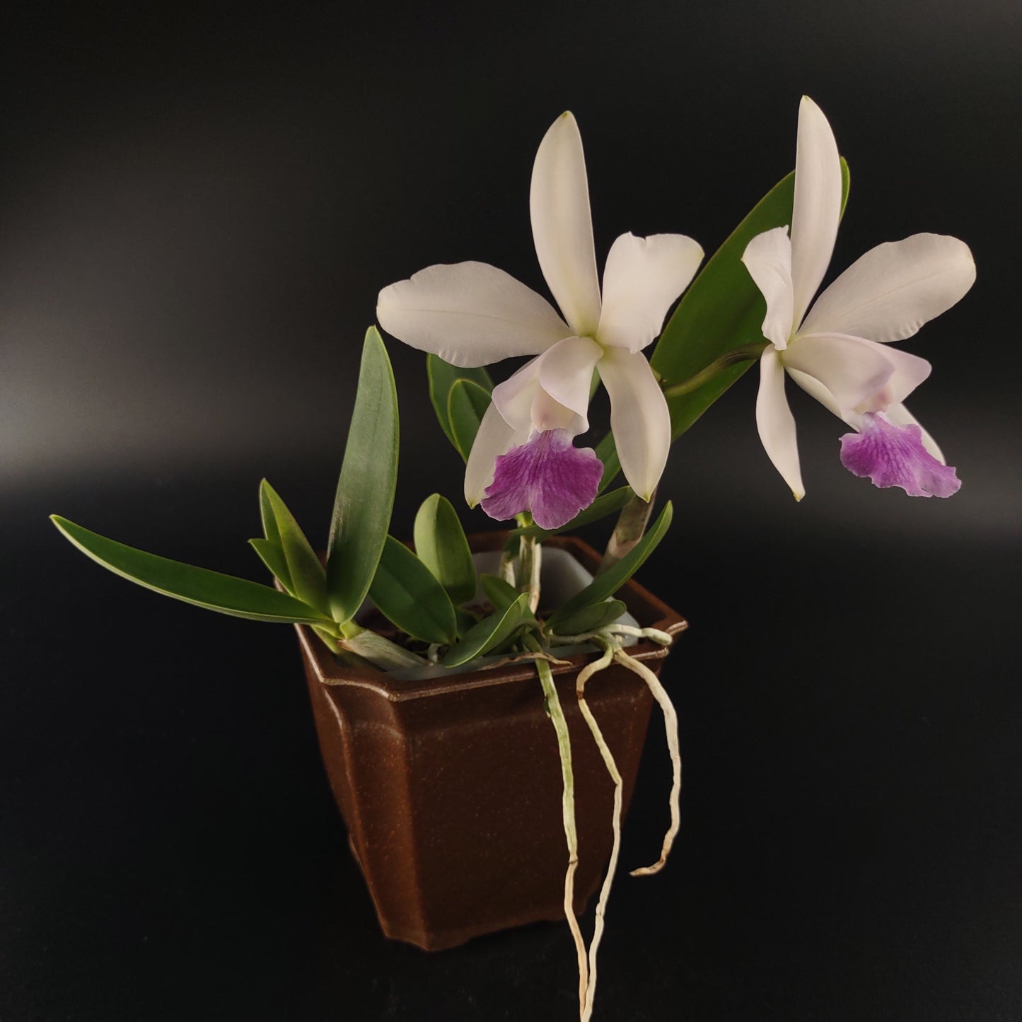 C. Walkerinter (C. walkeriana x C. intermedia)