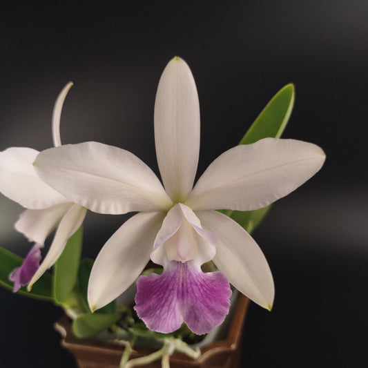 C. Walkerinter (C. walkeriana x C. intermedia)