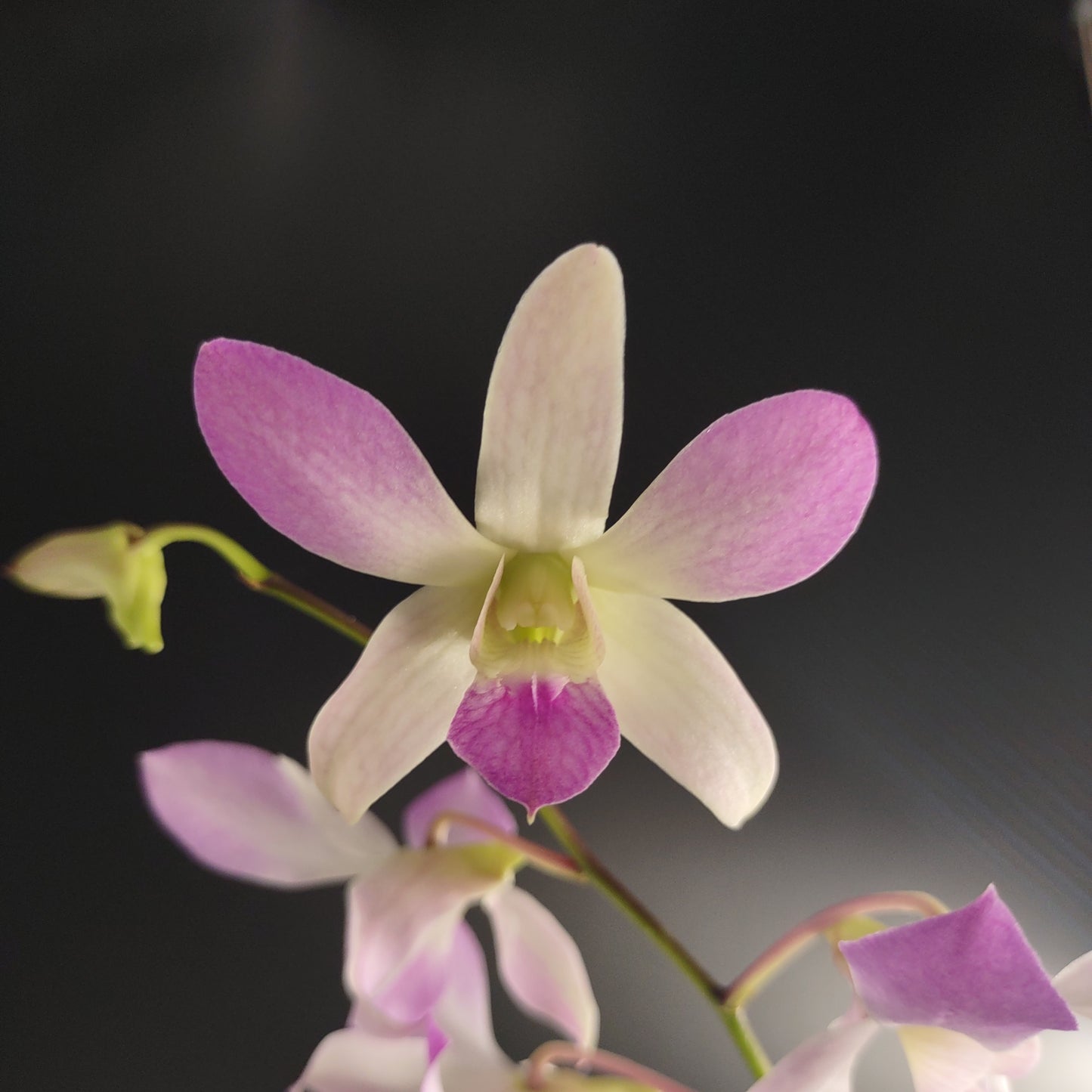 Den. Jaquelyn Thomas 'Uniwai Supreme'