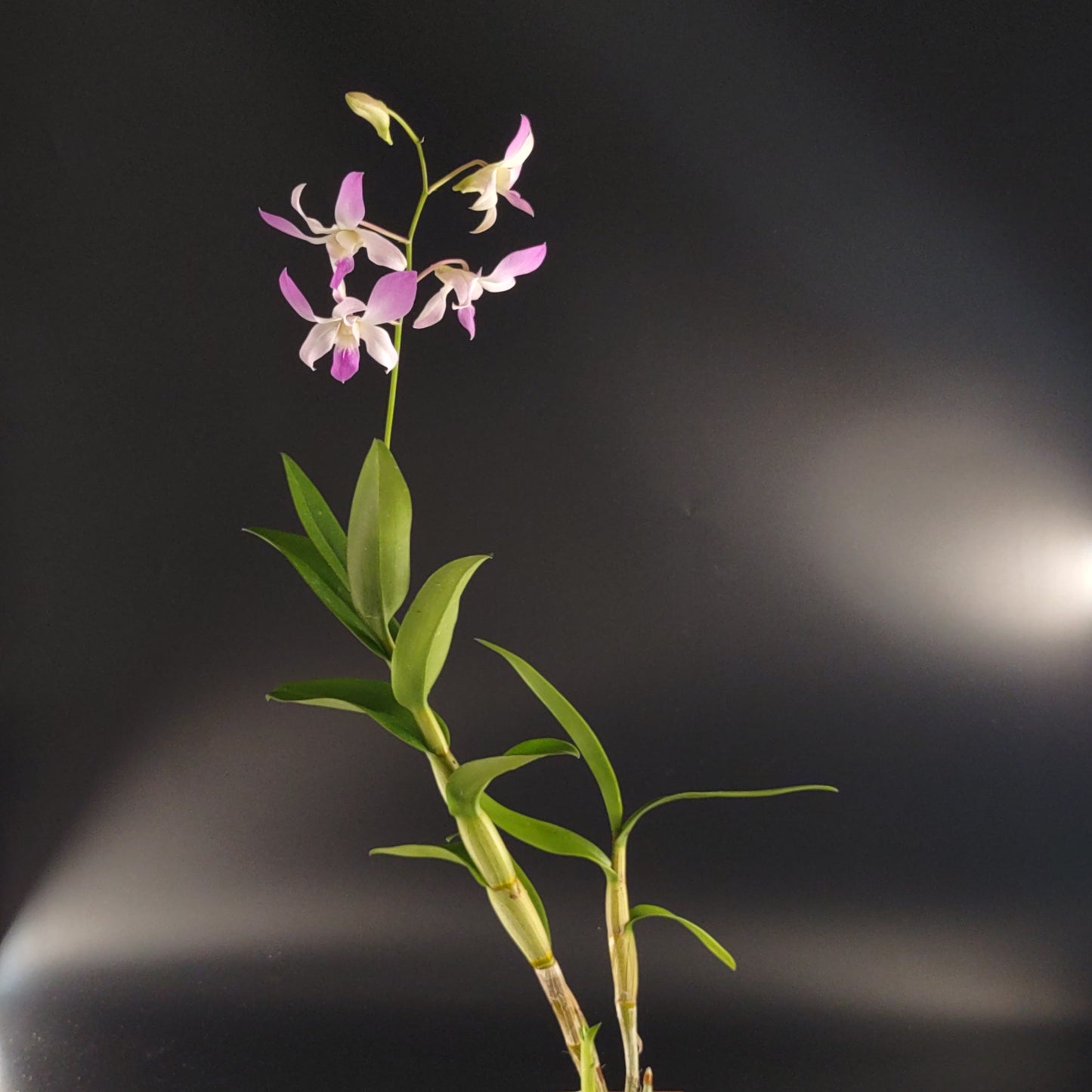 Den. Jaquelyn Thomas 'Uniwai Supreme'