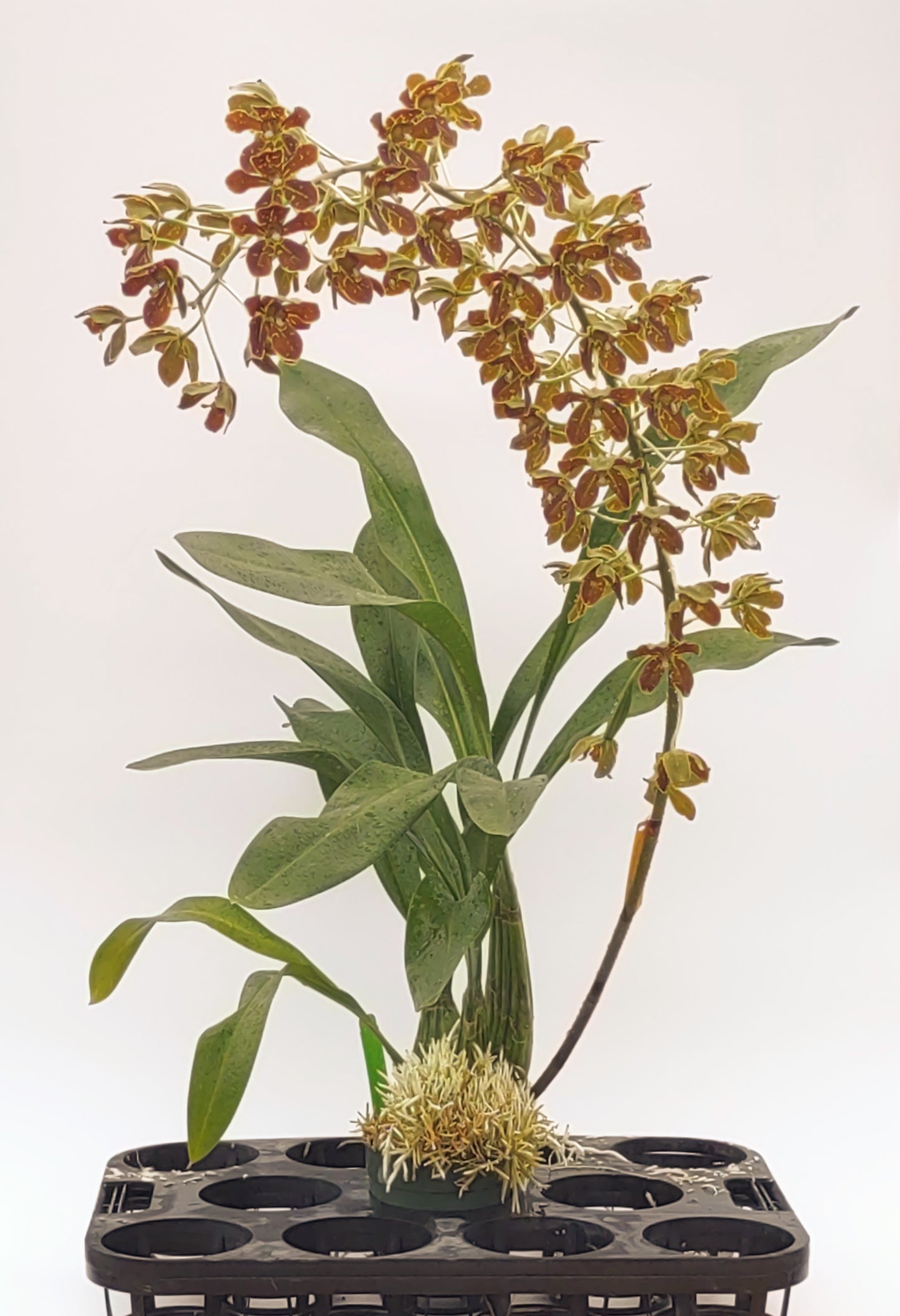 Grammatophylum Crownfox Leopard 'Upright'