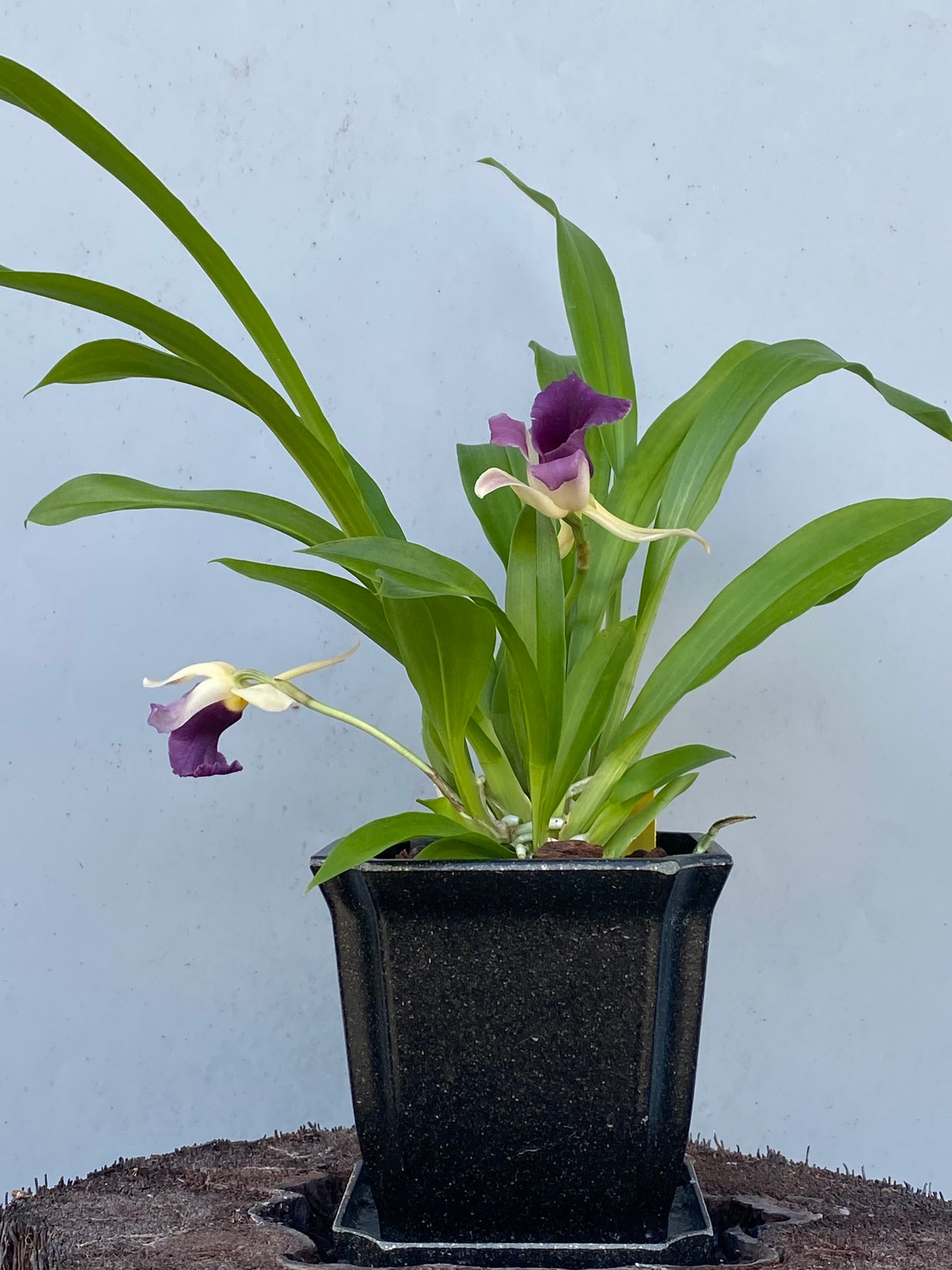 Cochleanthes discolor x sib in 5" eco pot