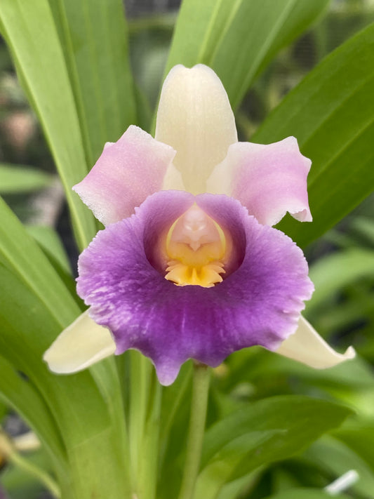 Cochleanthes discolor x sib in 5" eco pot