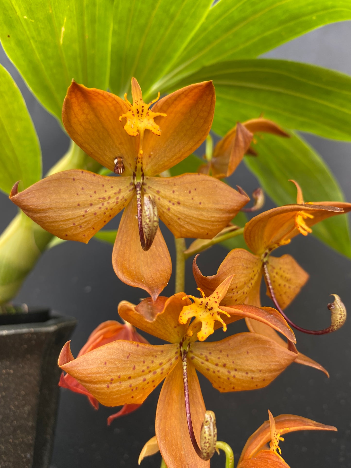 Cyc. William Clark (cooperi x herrenhusanum) in 5" eco pot