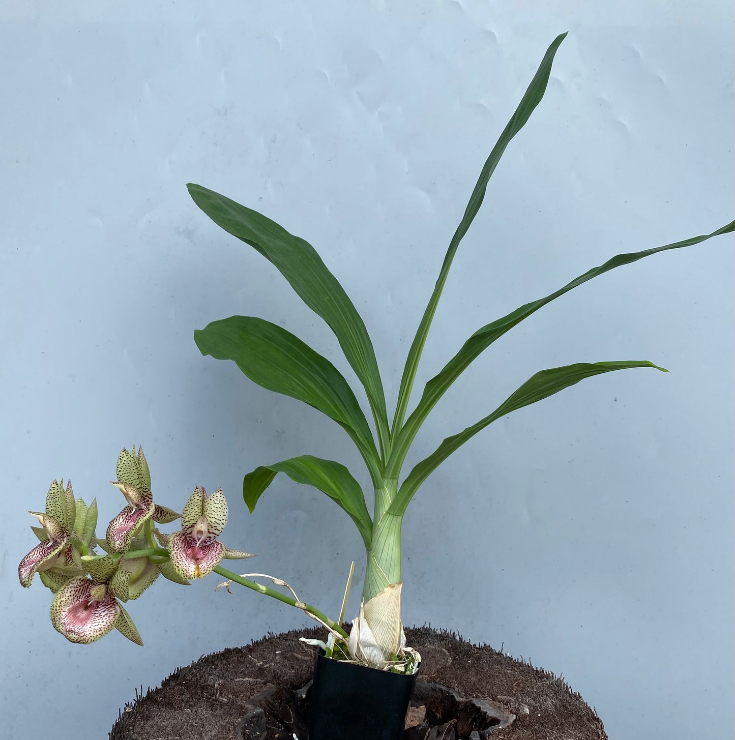 Ctsm. Karen Armstrong 'SVO' x Ctsm. Melana Davison 'Summer Snow'