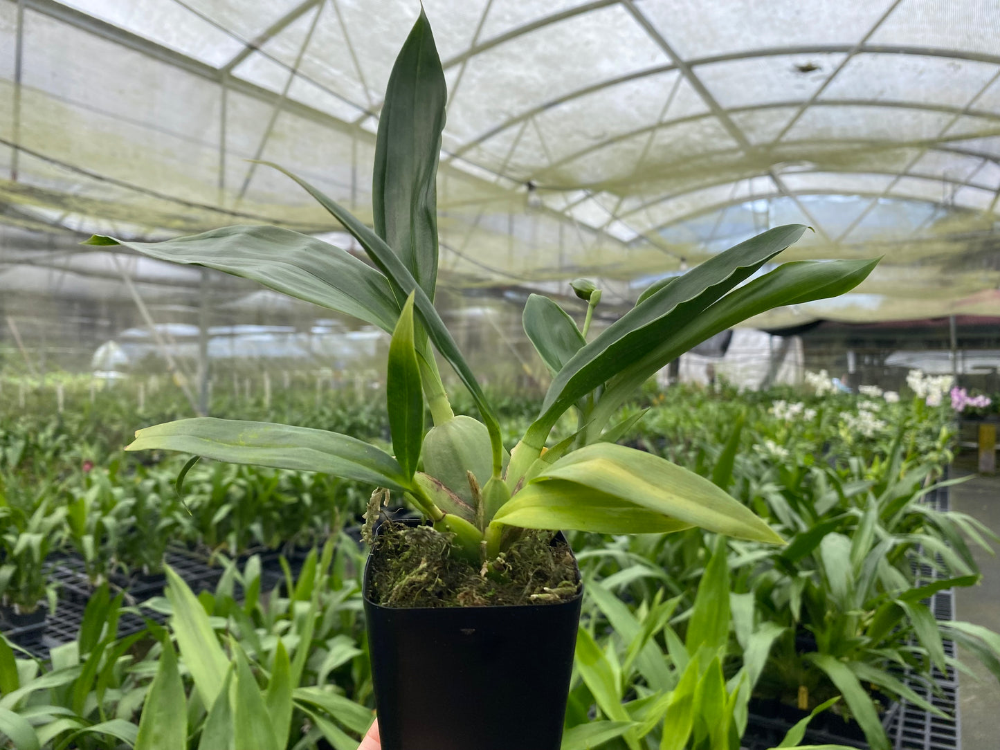 Propetalum La Jolla Delight