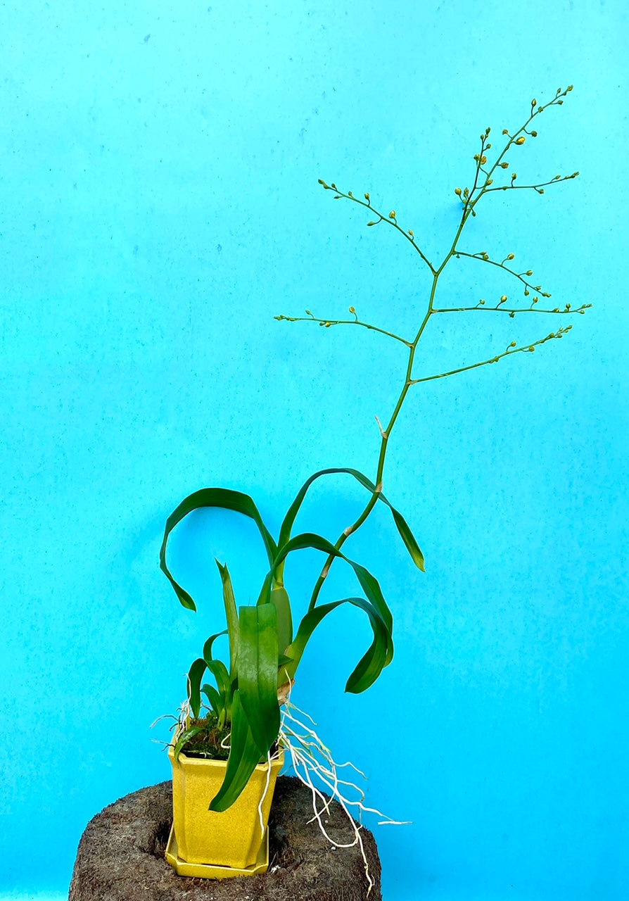 Onc. Saint Dawn Gold 'SD' in bud with yellow Eco Pot
