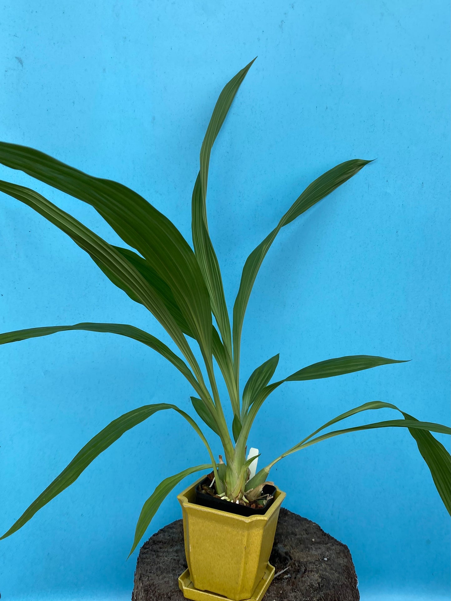 Peristeria (Per) elata