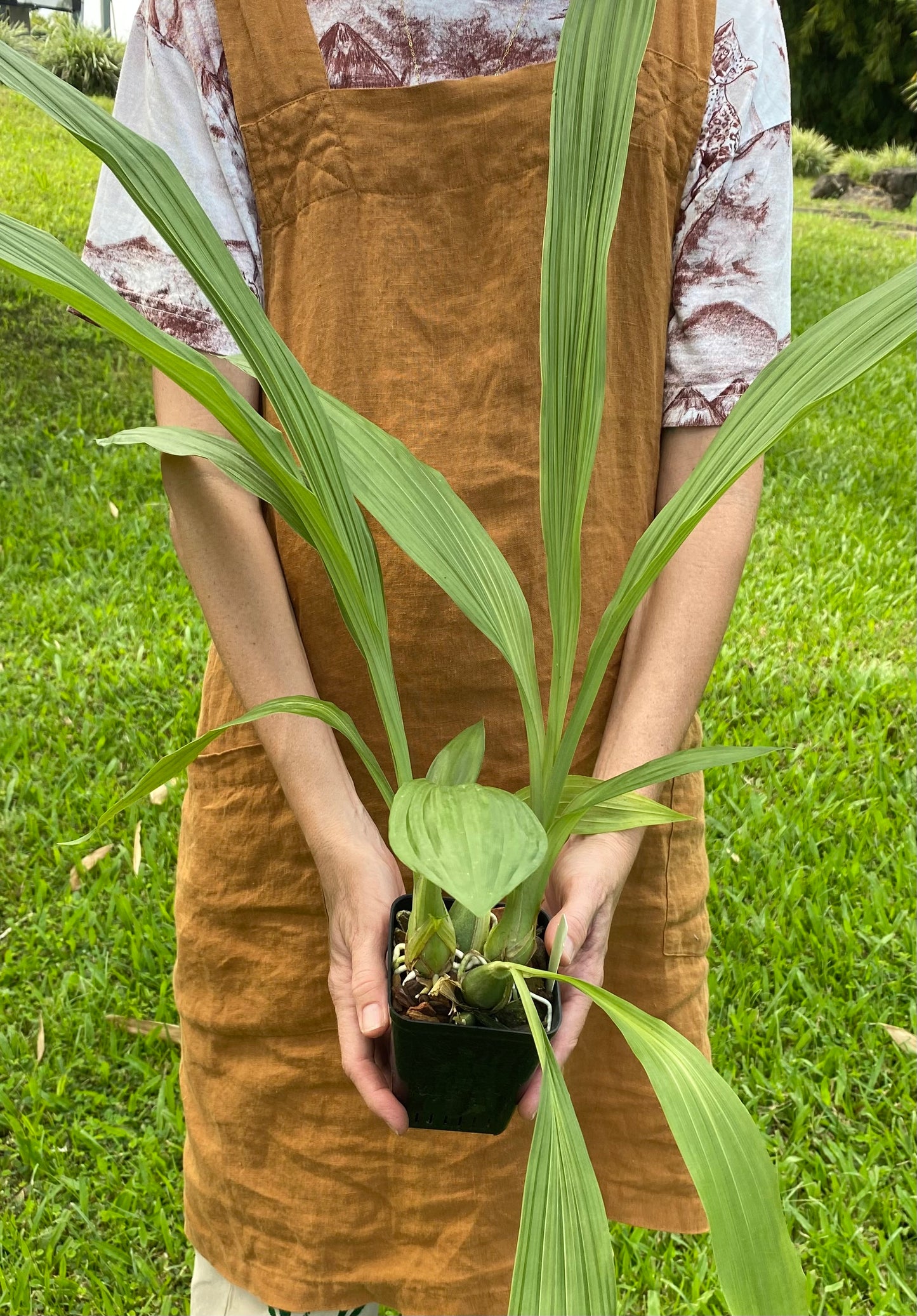 Peristeria (Per) elata