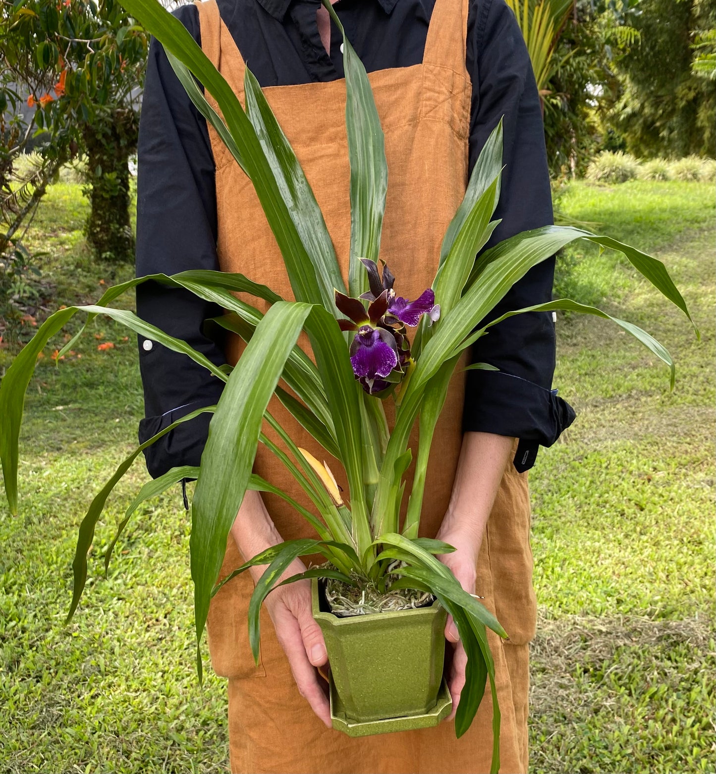 Zygopetalum Debbie De Mello 'Honolulu Baby'