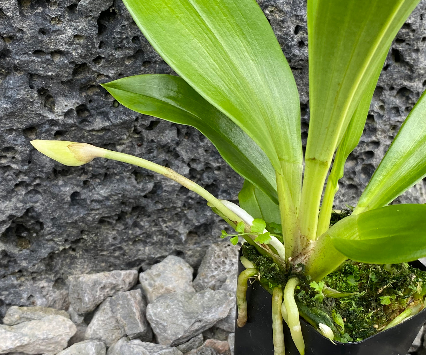 Cochleanthes amazonica x sib