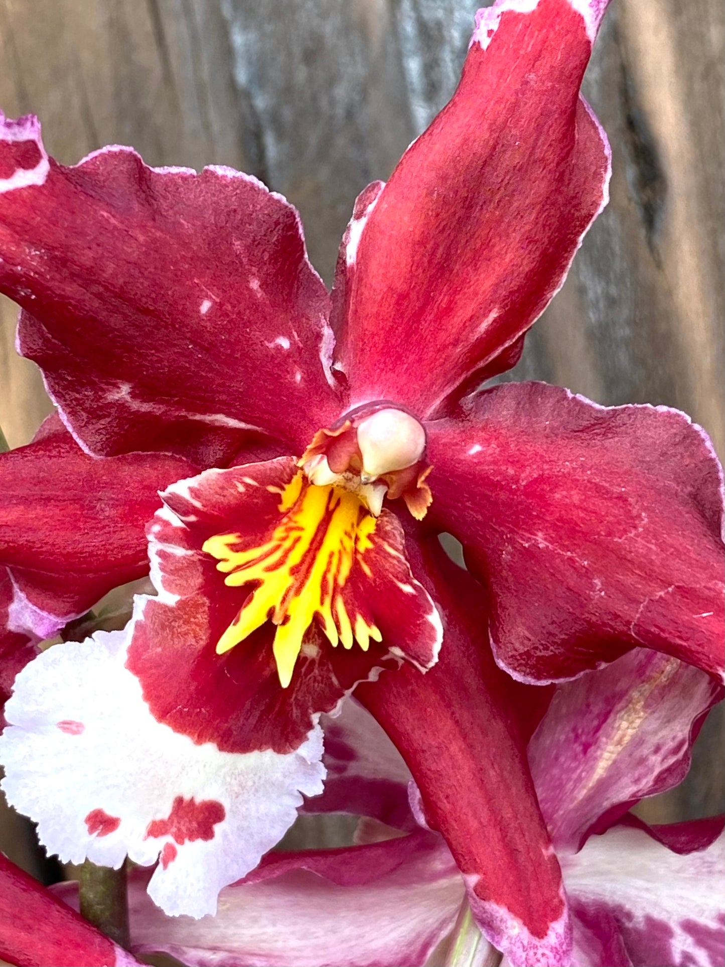 Onc. Martian Leather 'Berrylicious'