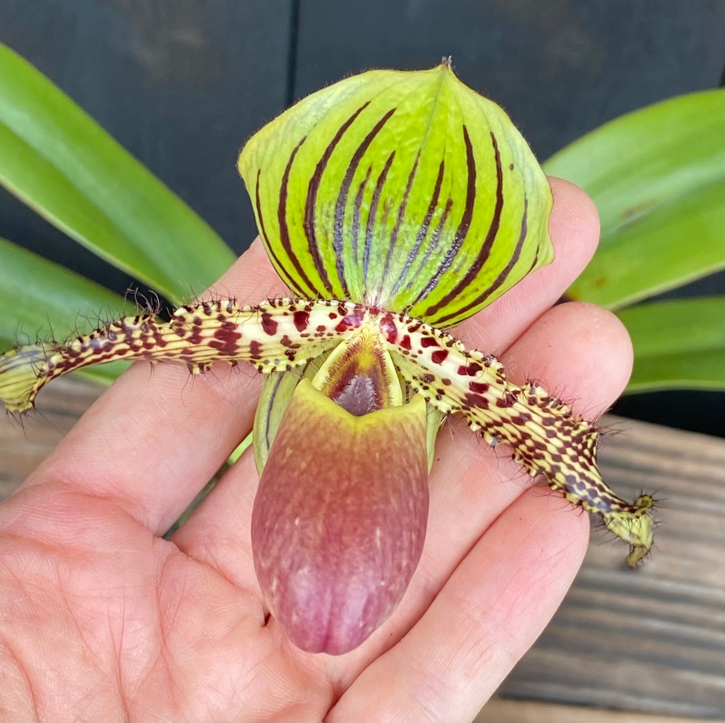 Paphiopedilum Vanguard