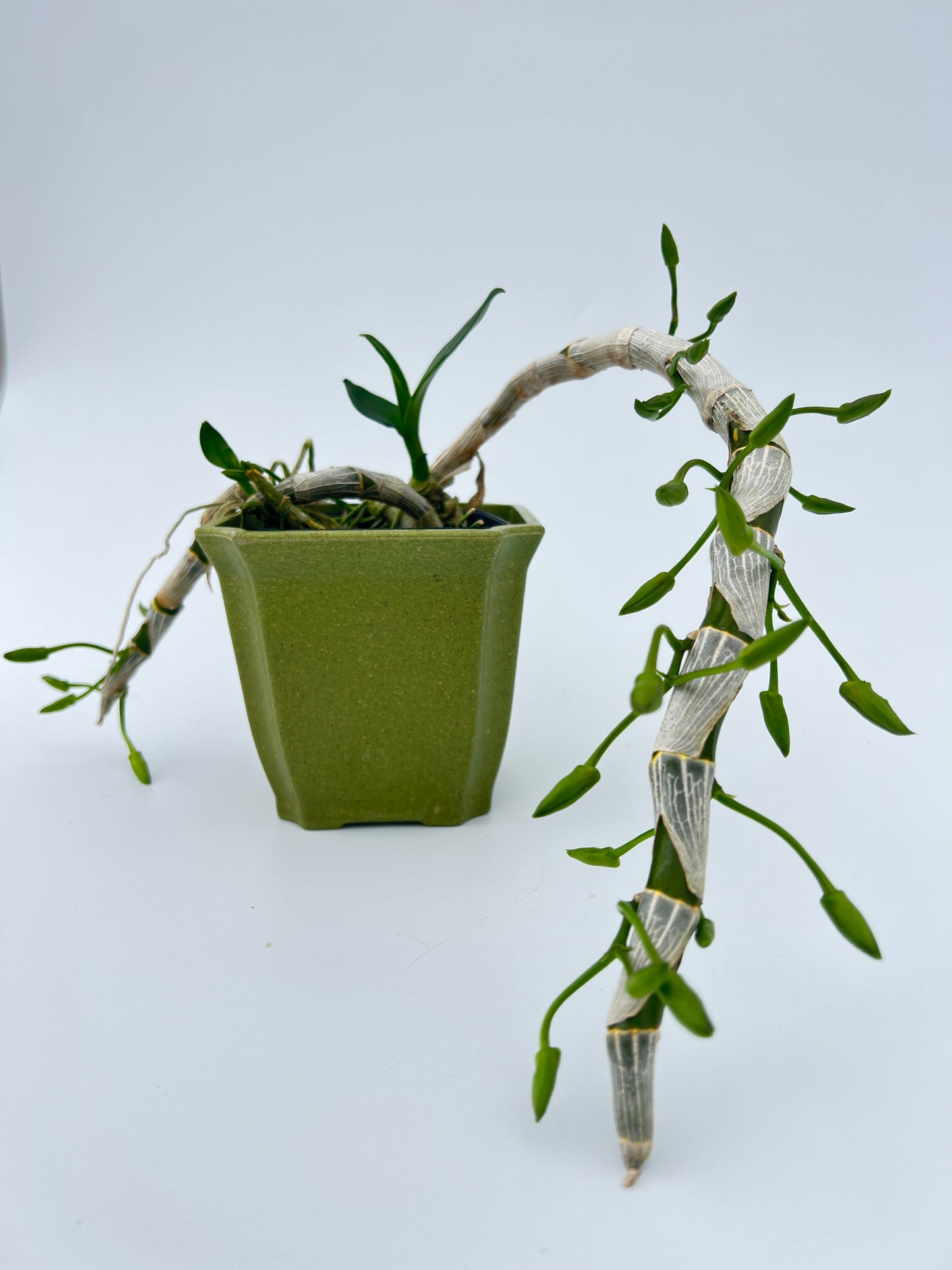 Kalapana Honohono - Fragrant!