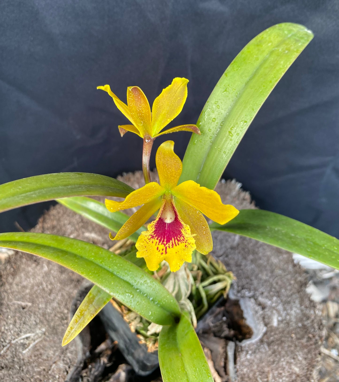 Epilaeliocattleya Jackie Bright