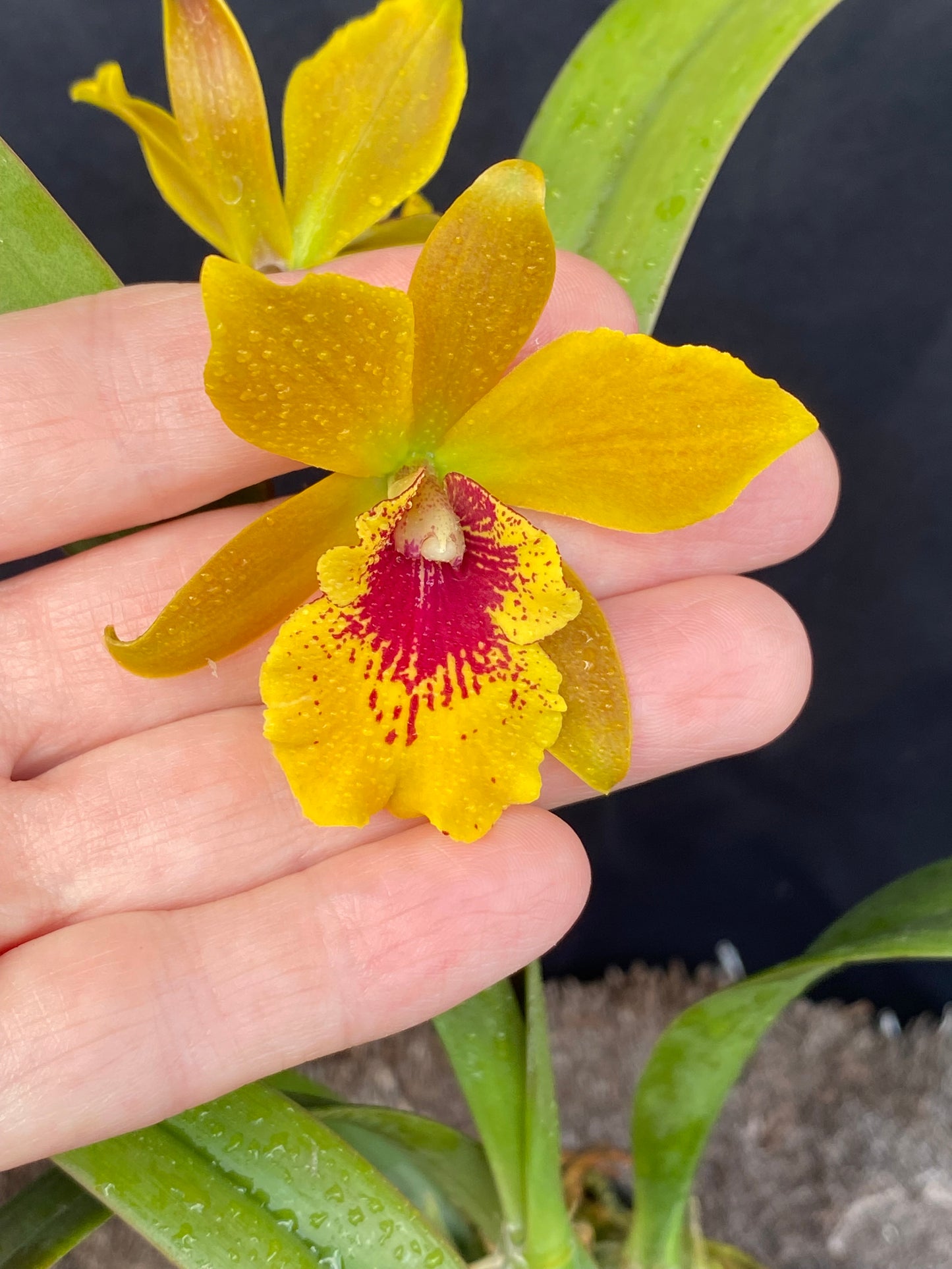 Epilaeliocattleya Jackie Bright