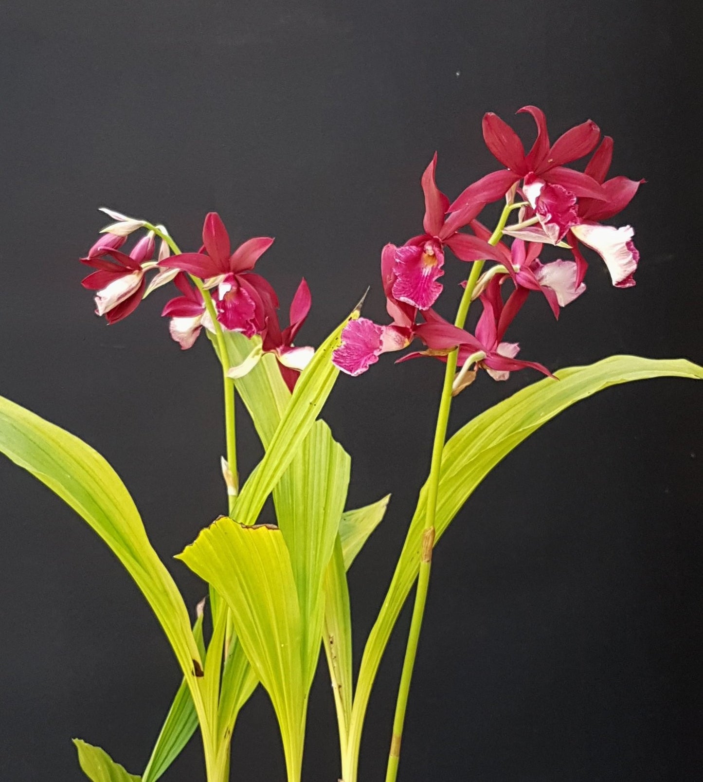 Phaiocalanthe Kryptonite