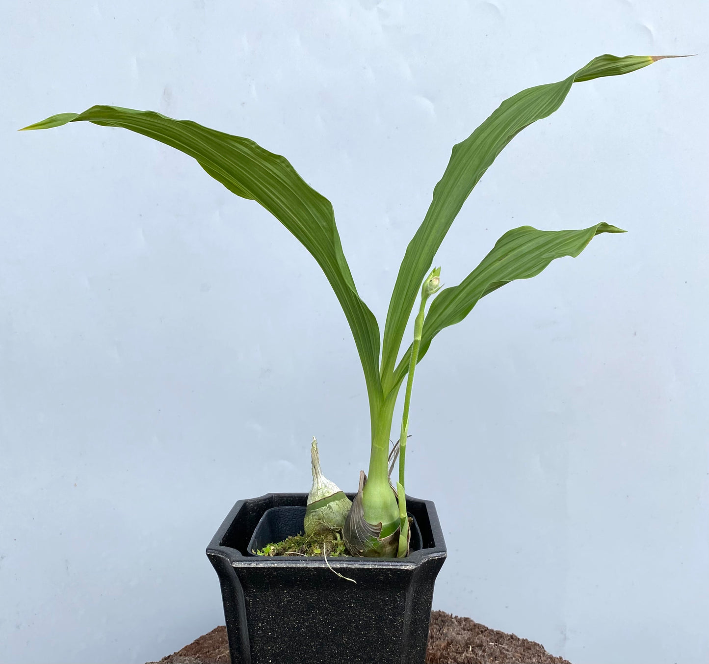 Phaiocalanthe Kryptonite