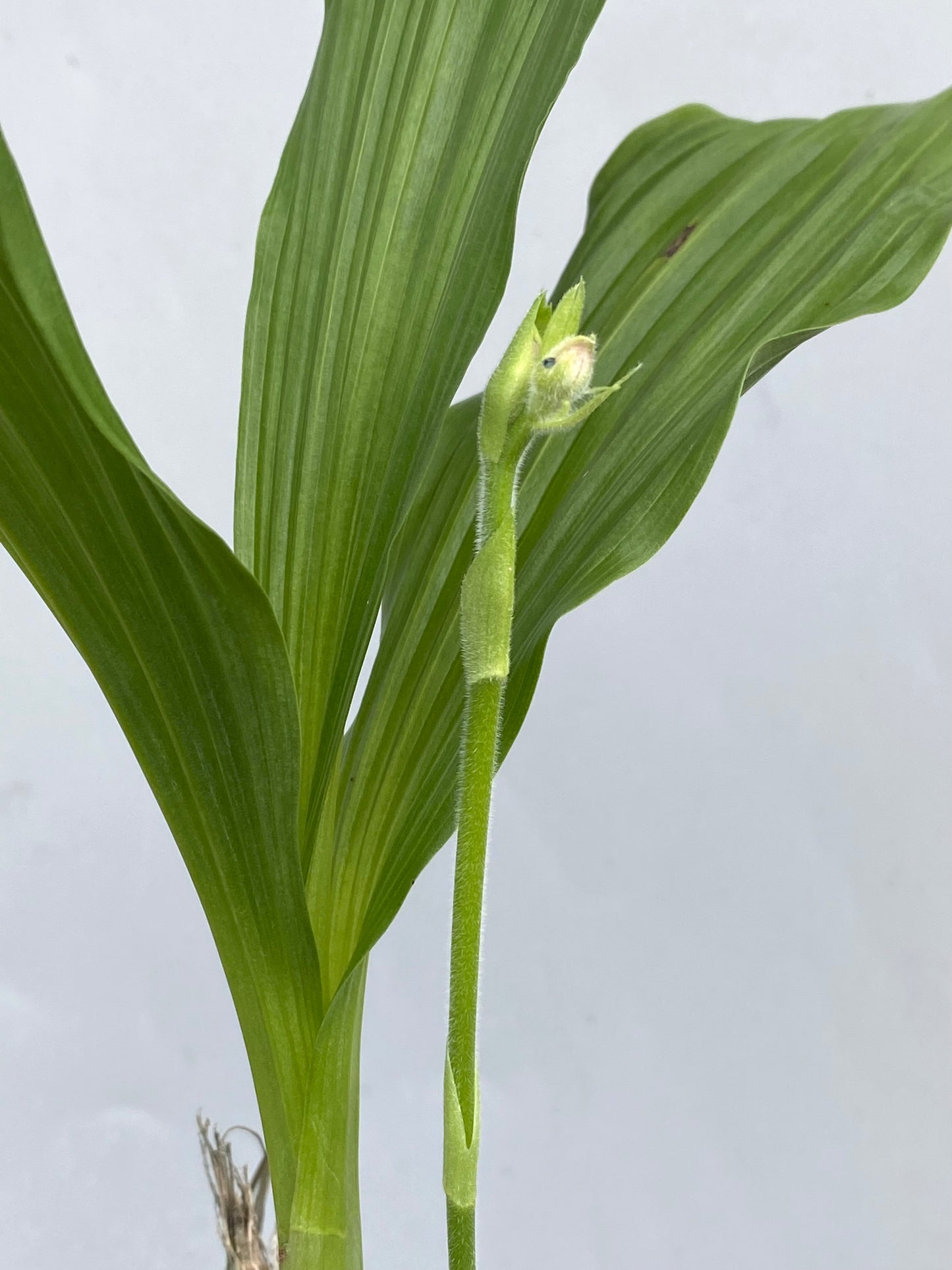 Phaiocalanthe Kryptonite