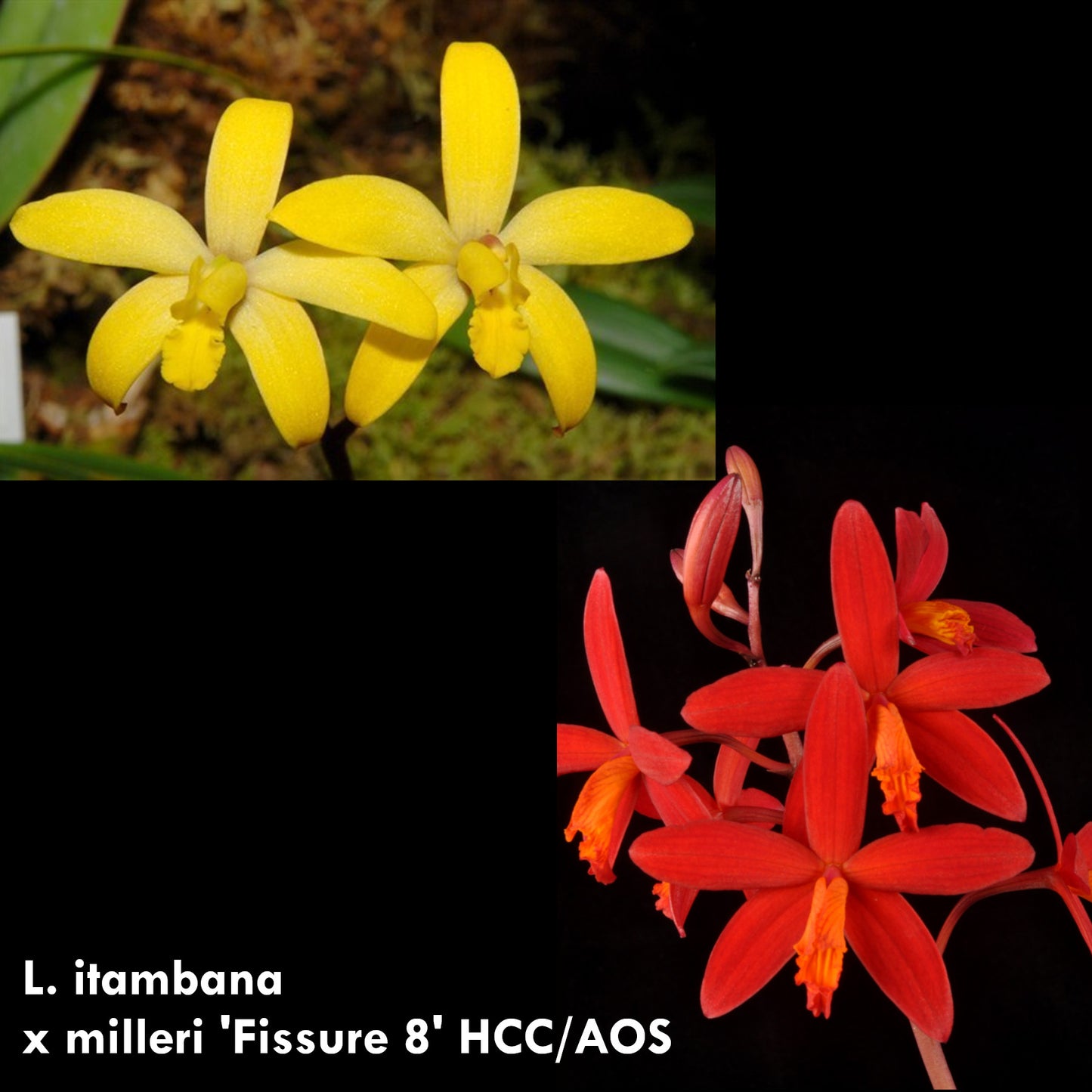 L. itambana x milleri